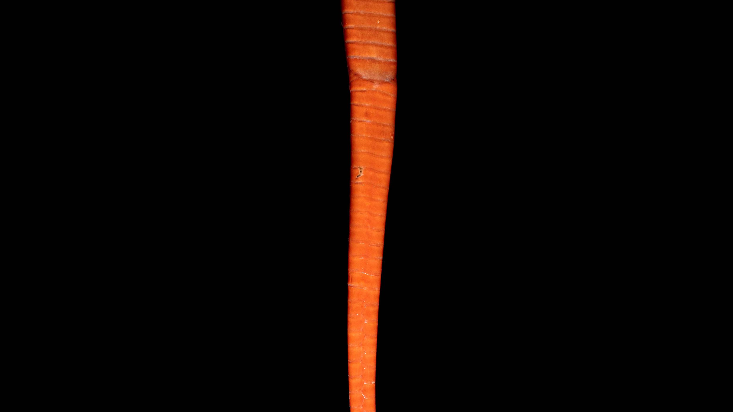 Red-headed Krait - Bungarus flaviceps