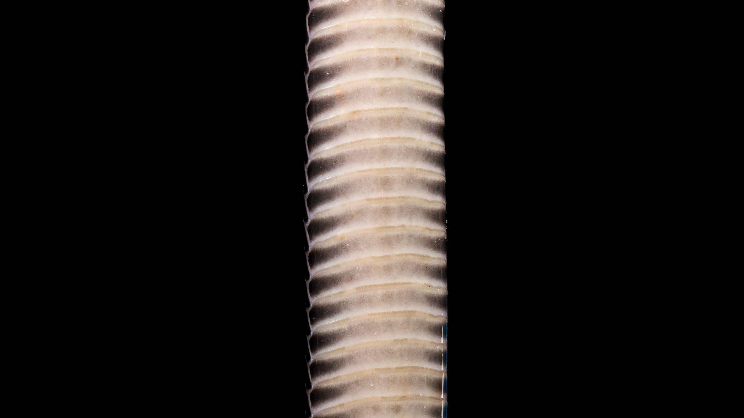 Red-headed Krait - Bungarus flaviceps