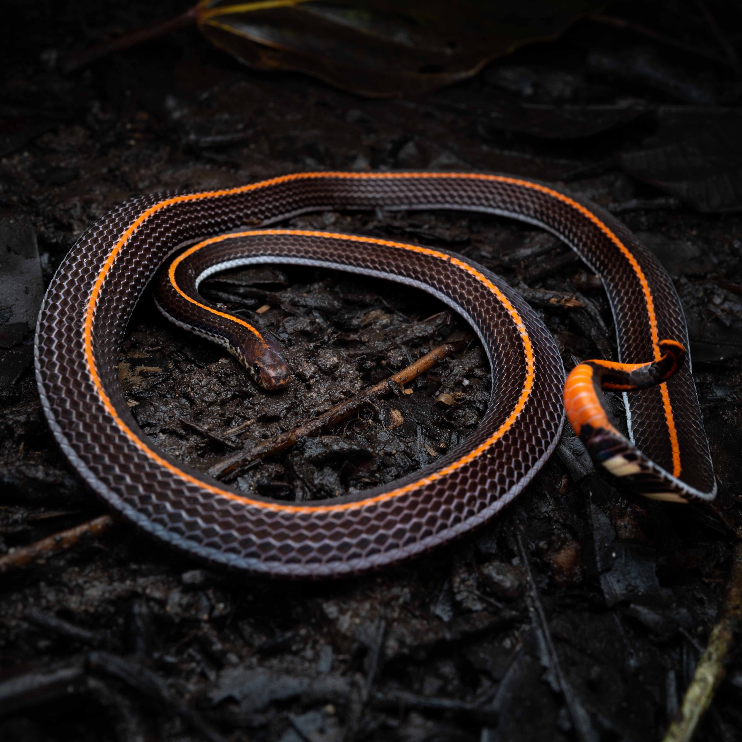 CORAL - MALAYSIAN STRIPED 