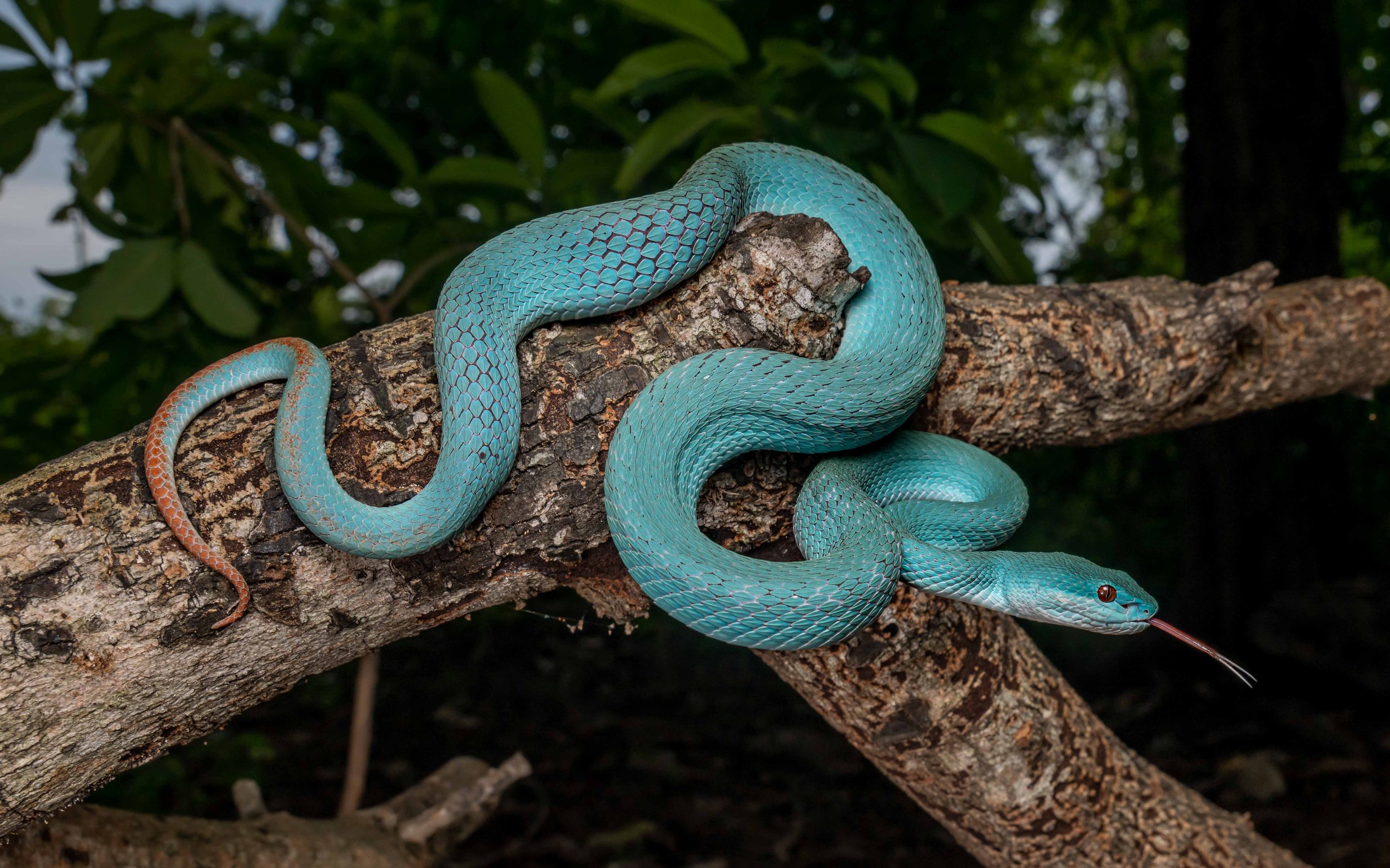 Insular Pit Viper - Trimeresurus insularis