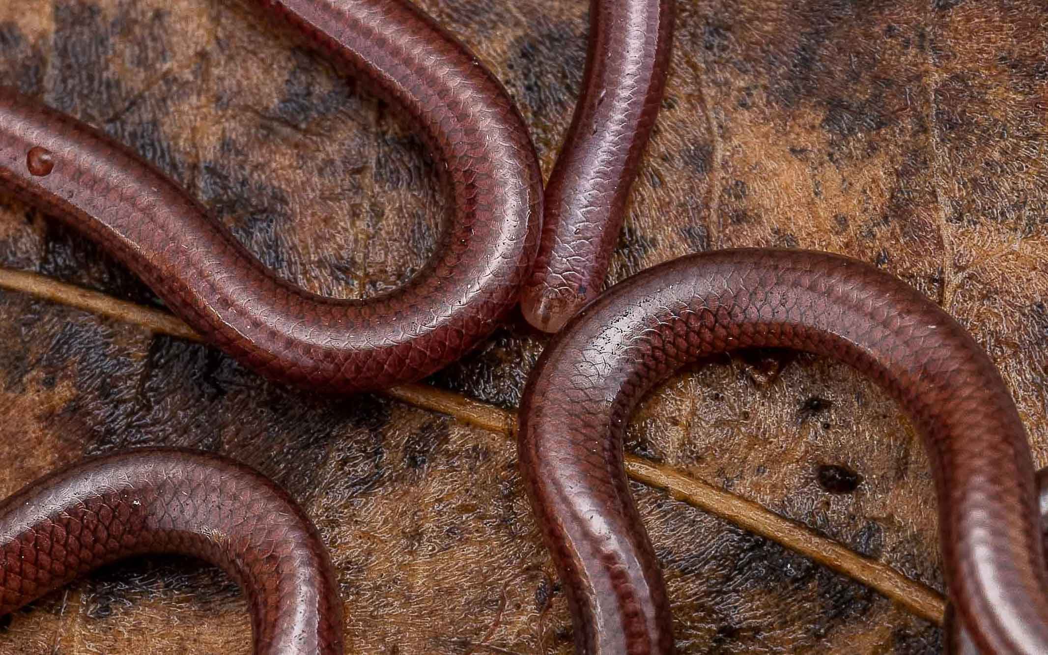 BLIND SNAKE - HONG KONG