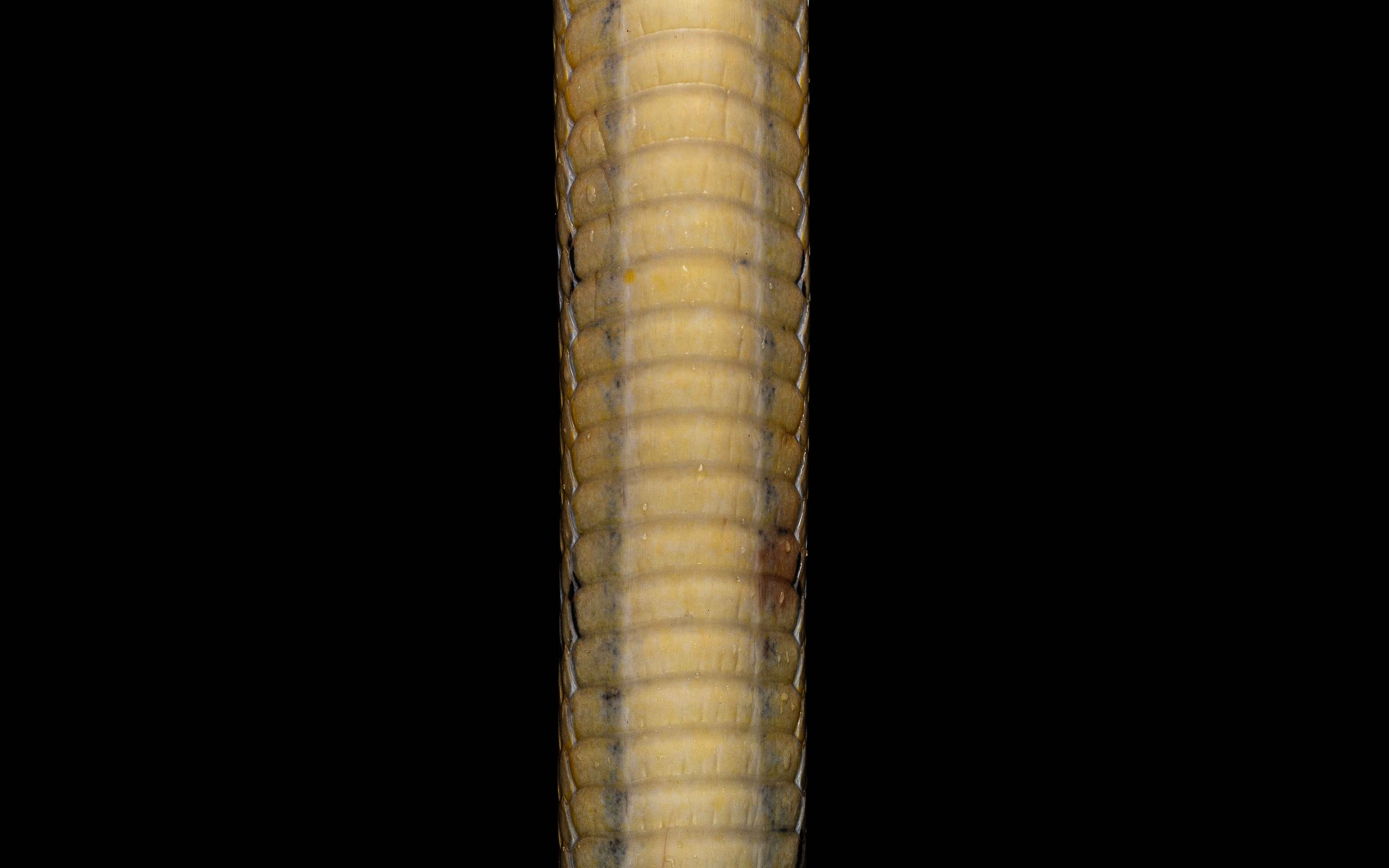 Copperhead Racer - Coelognathus radiatus