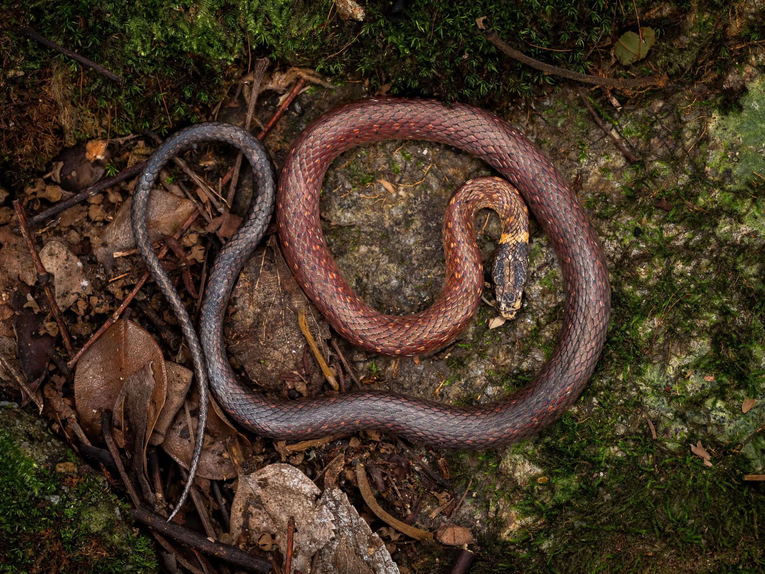 Mountain Keelback - Hebius atemporalis