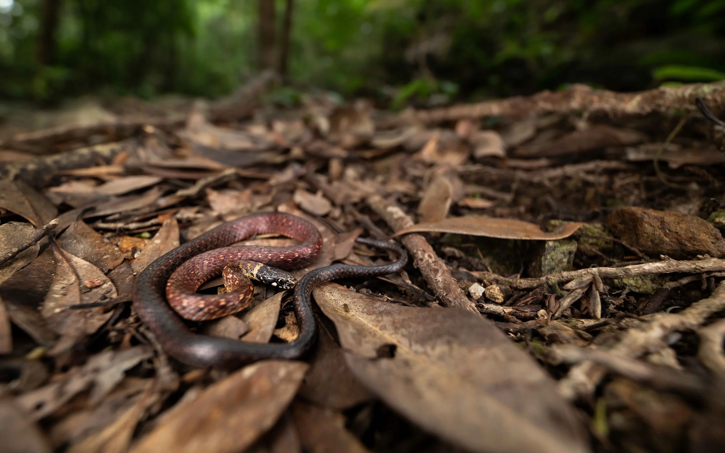 Mountain Keelback - Hebius atemporalis