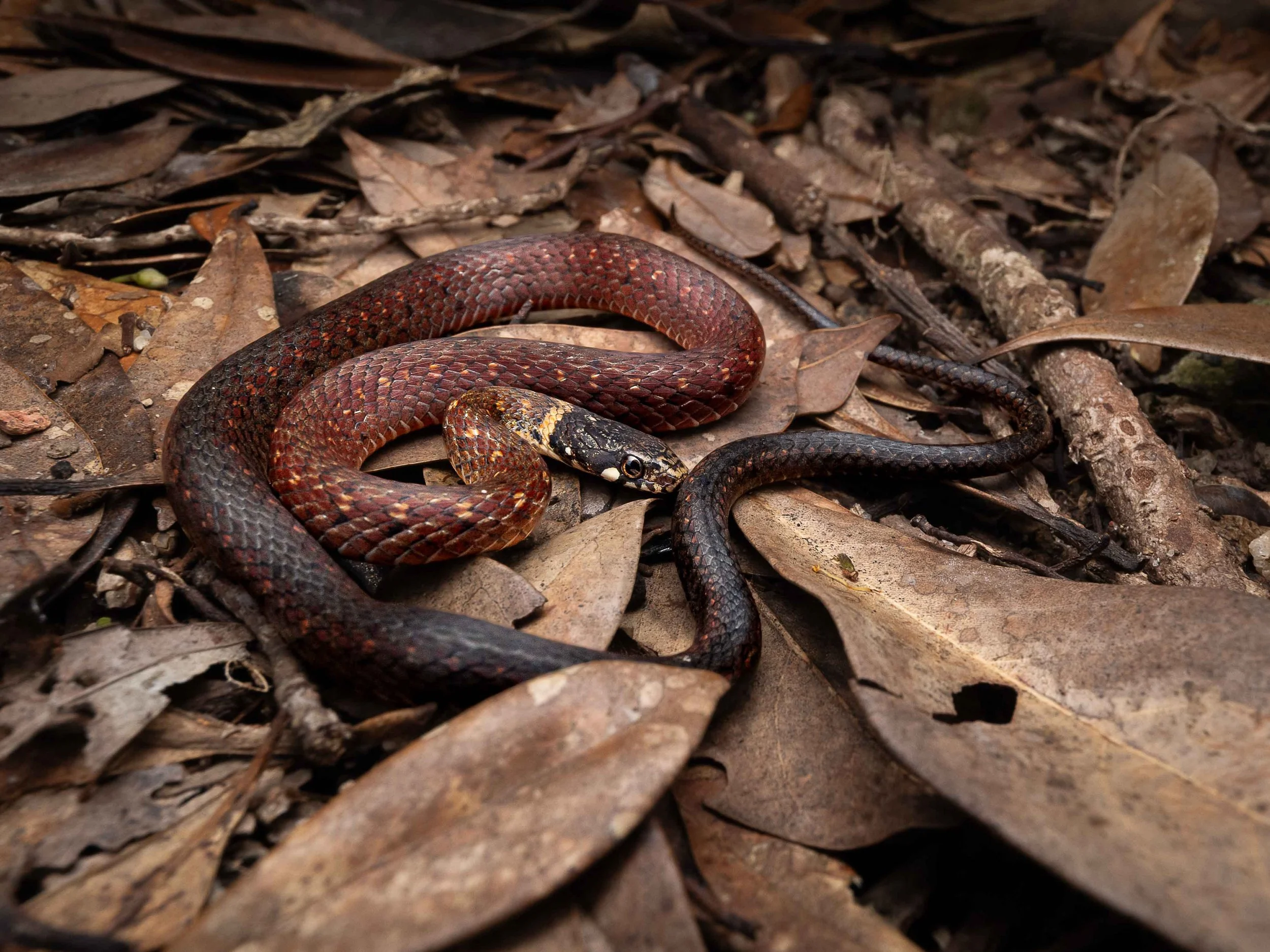 KEELBACK - MOUNTAIN