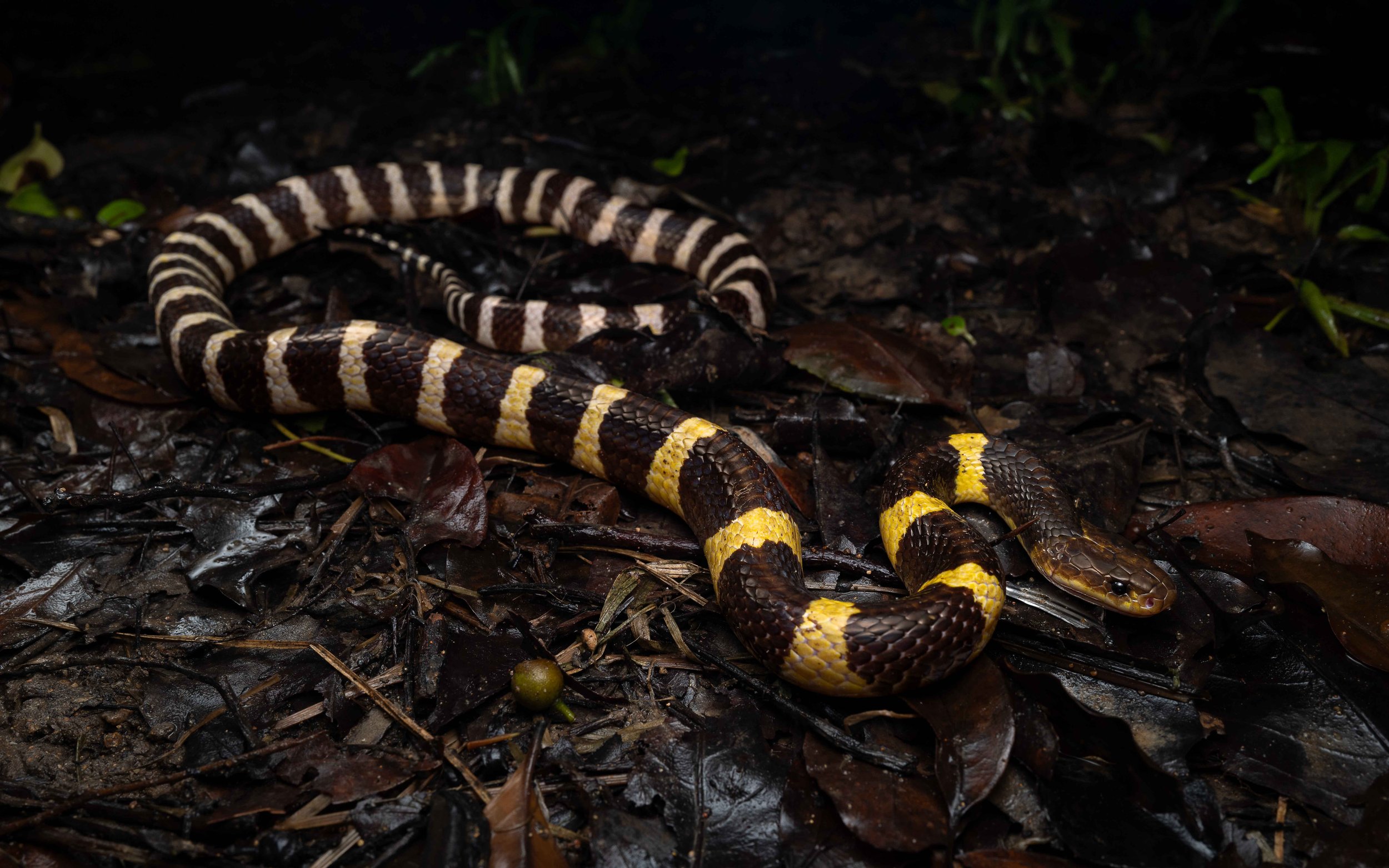 Many Banded Krait - Bungarus multicinctus/wanghaotingi