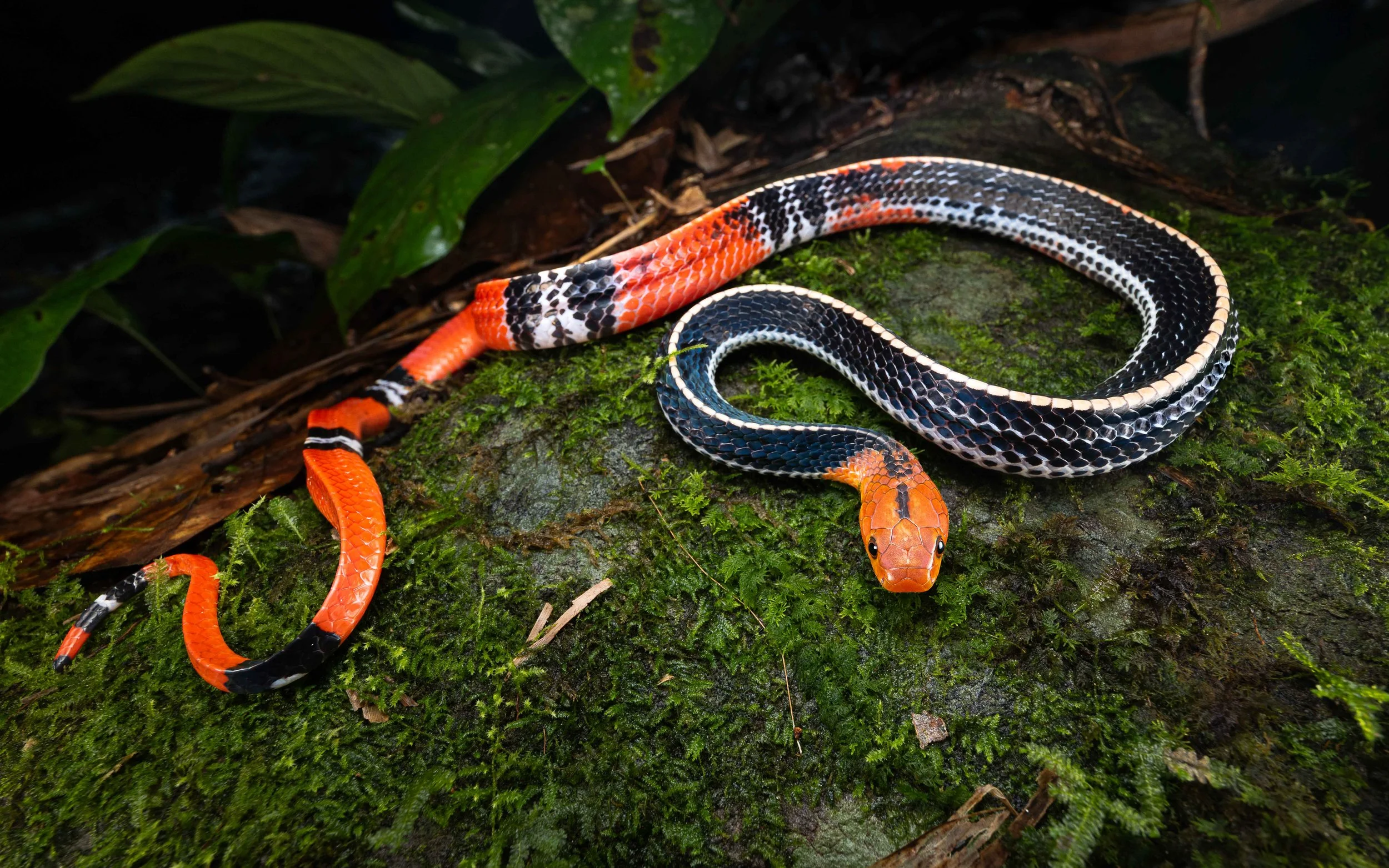 Kinabalu Yellow-headed Krait - Bungarus flaviceps baluensis