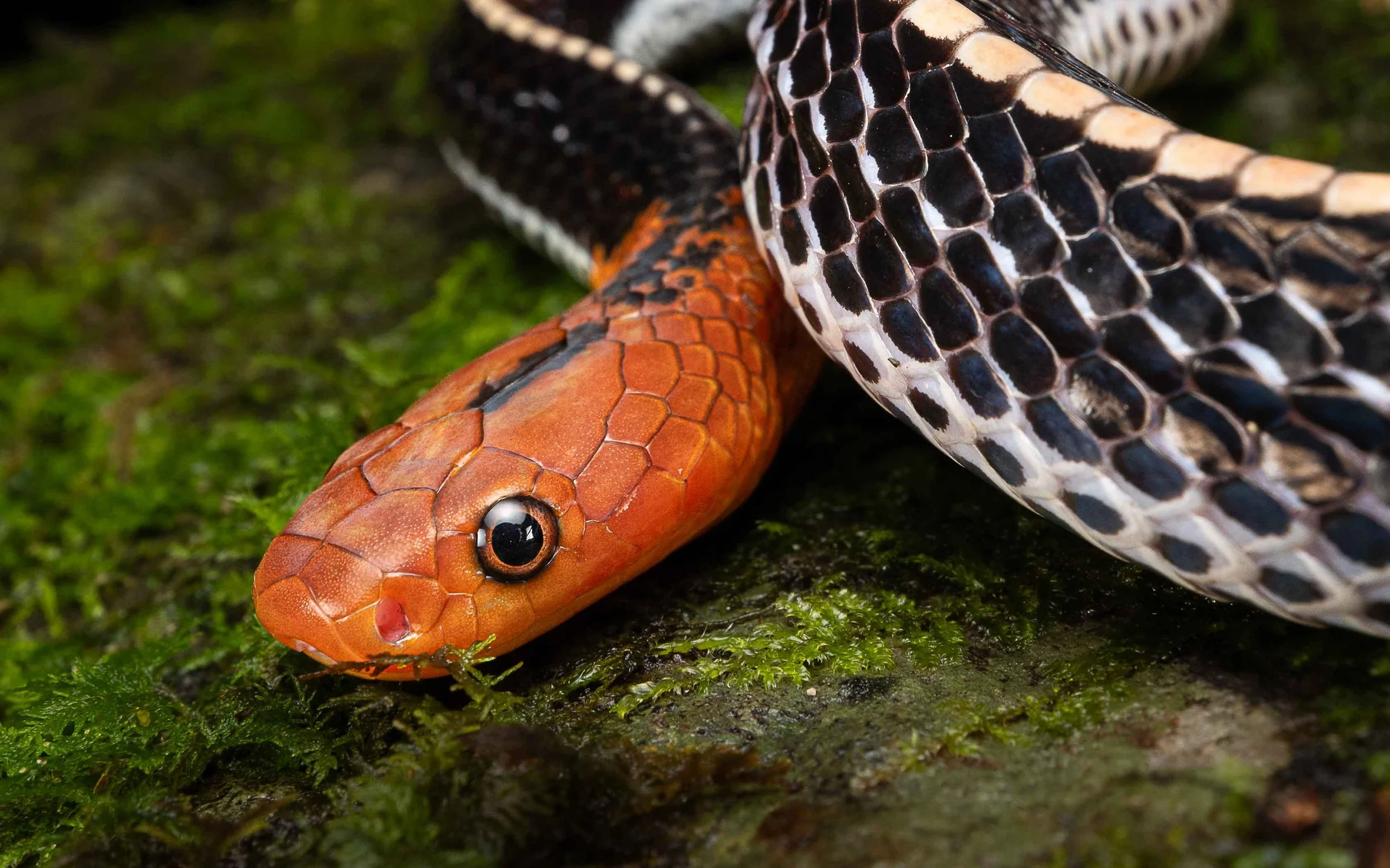 Kinabalu Yellow-headed Krait - Bungarus flaviceps baluensis