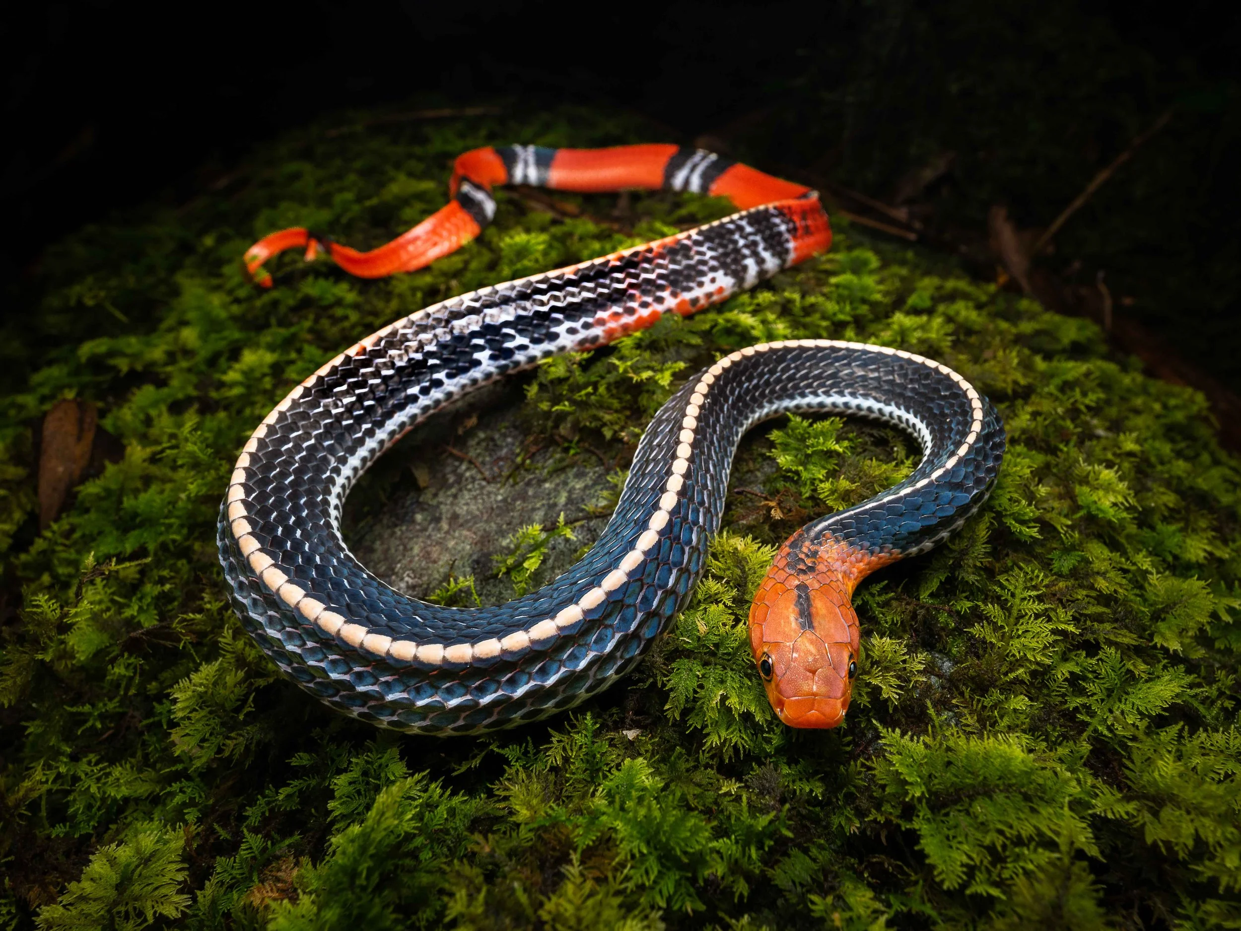 Kinabalu Yellow-headed Krait - Bungarus flaviceps baluensis