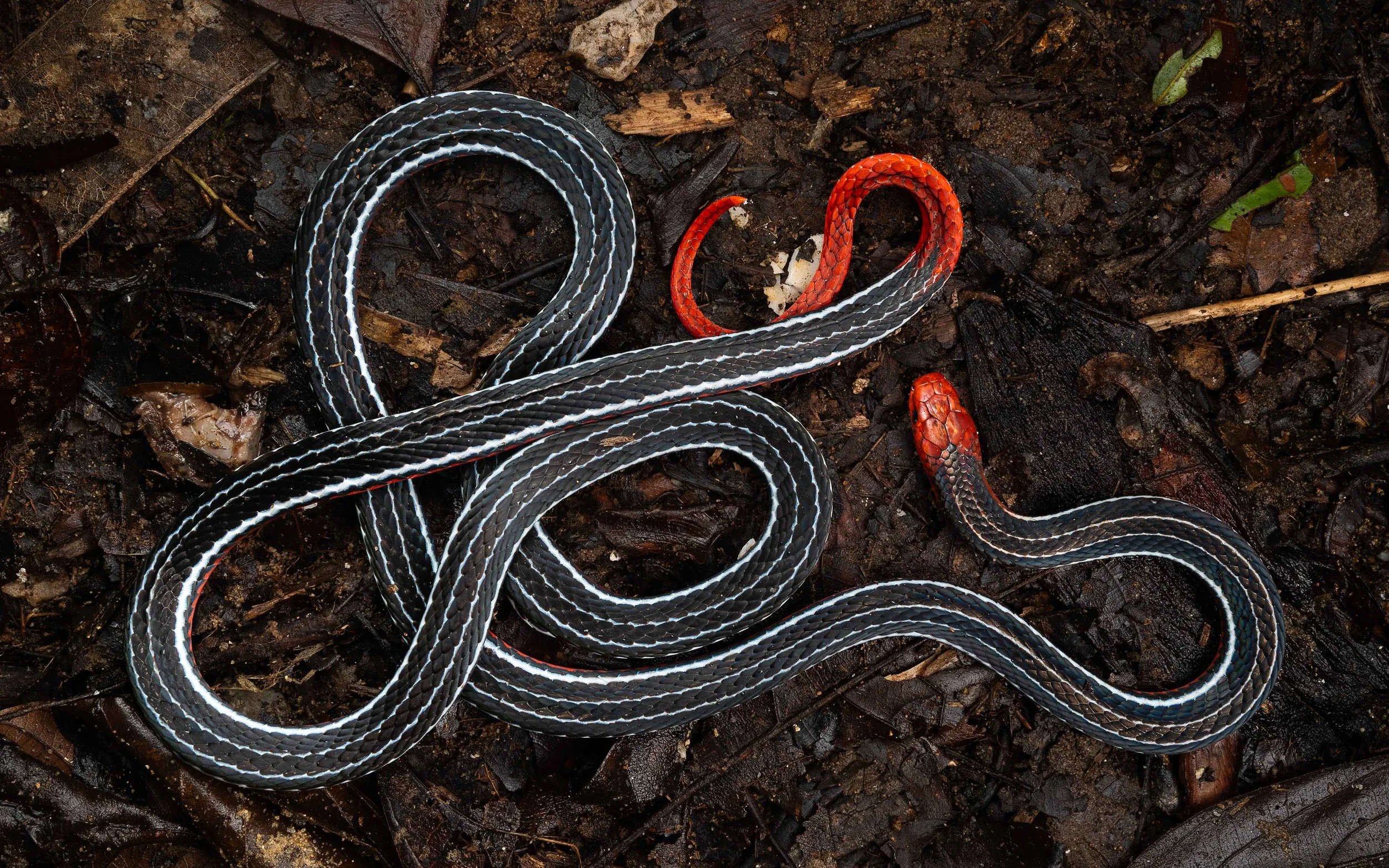 Kuching Blue Coral Snake - Calliophis bivirgatus