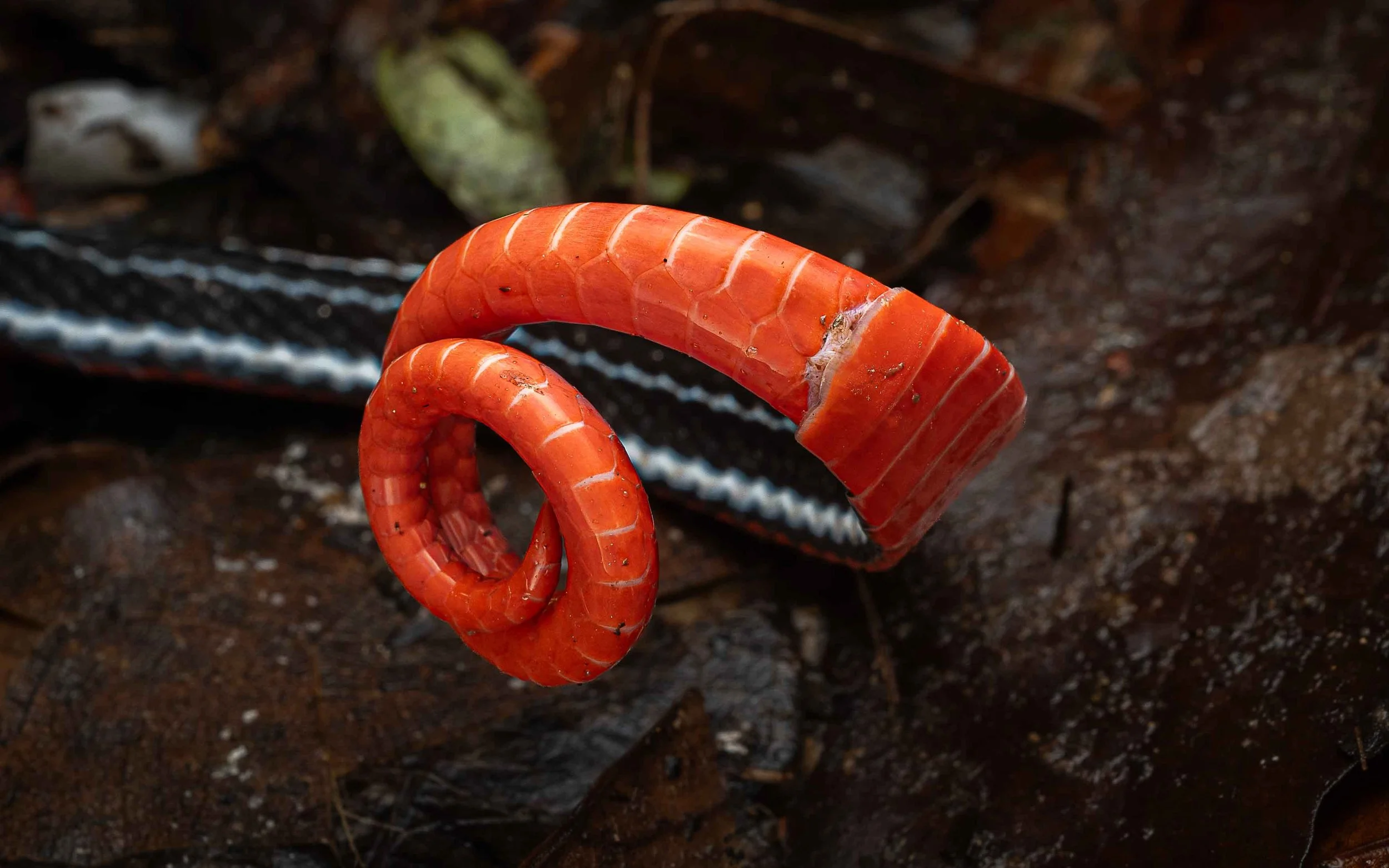 Kuching Blue Coral Snake - Calliophis bivirgatus