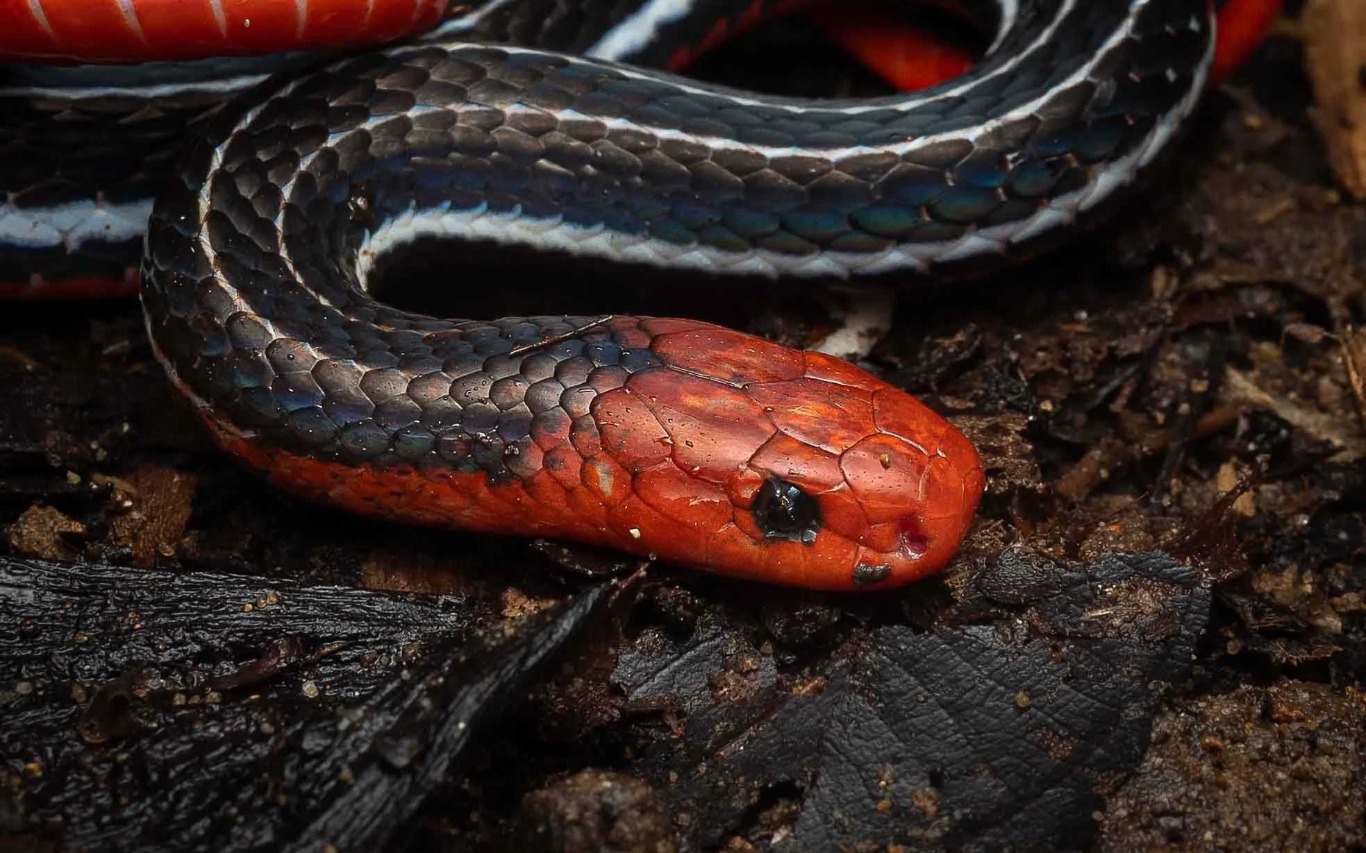 Kuching Blue Coral Snake - Calliophis bivirgatus