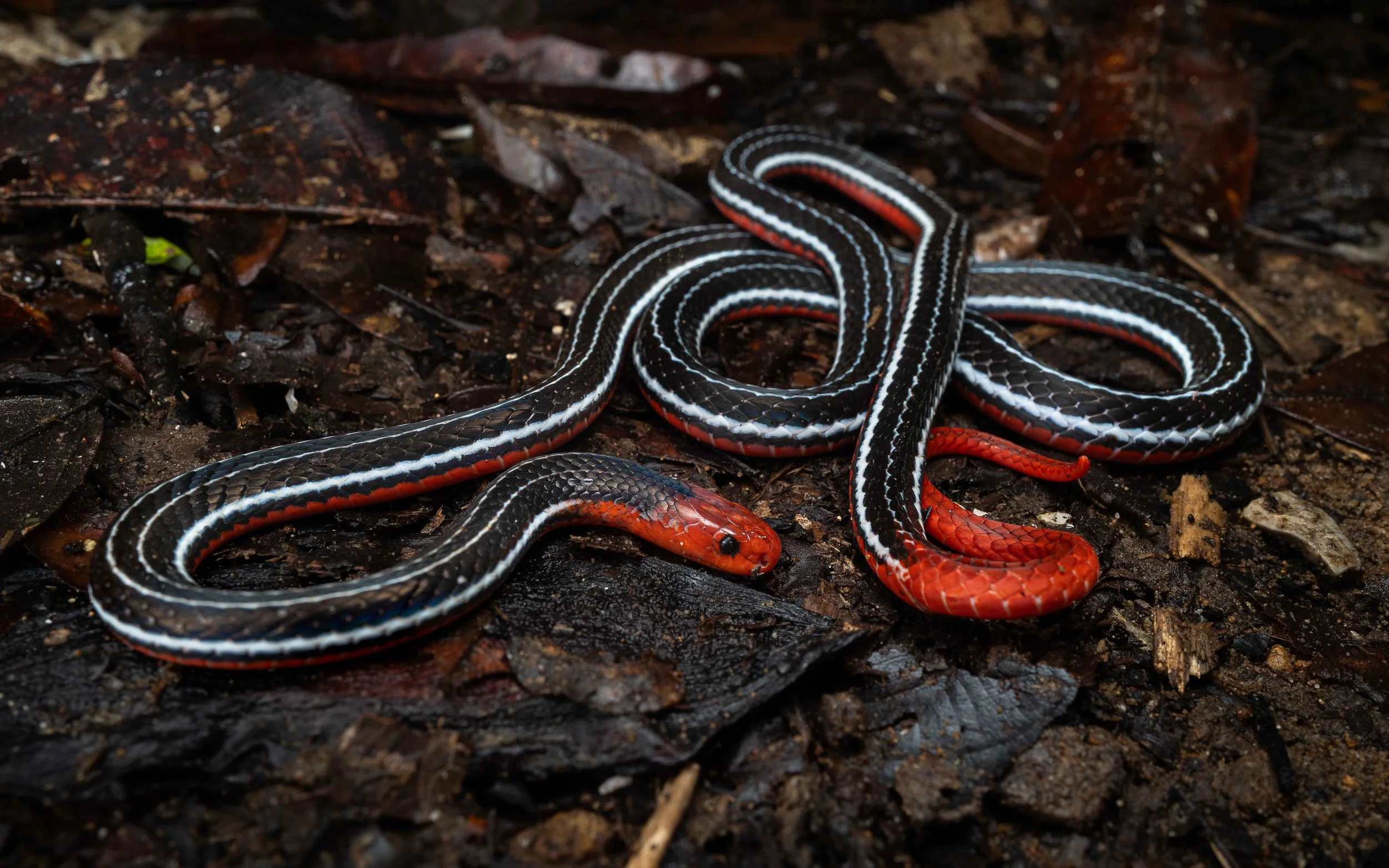 Kuching Blue Coral Snake - Calliophis bivirgatus