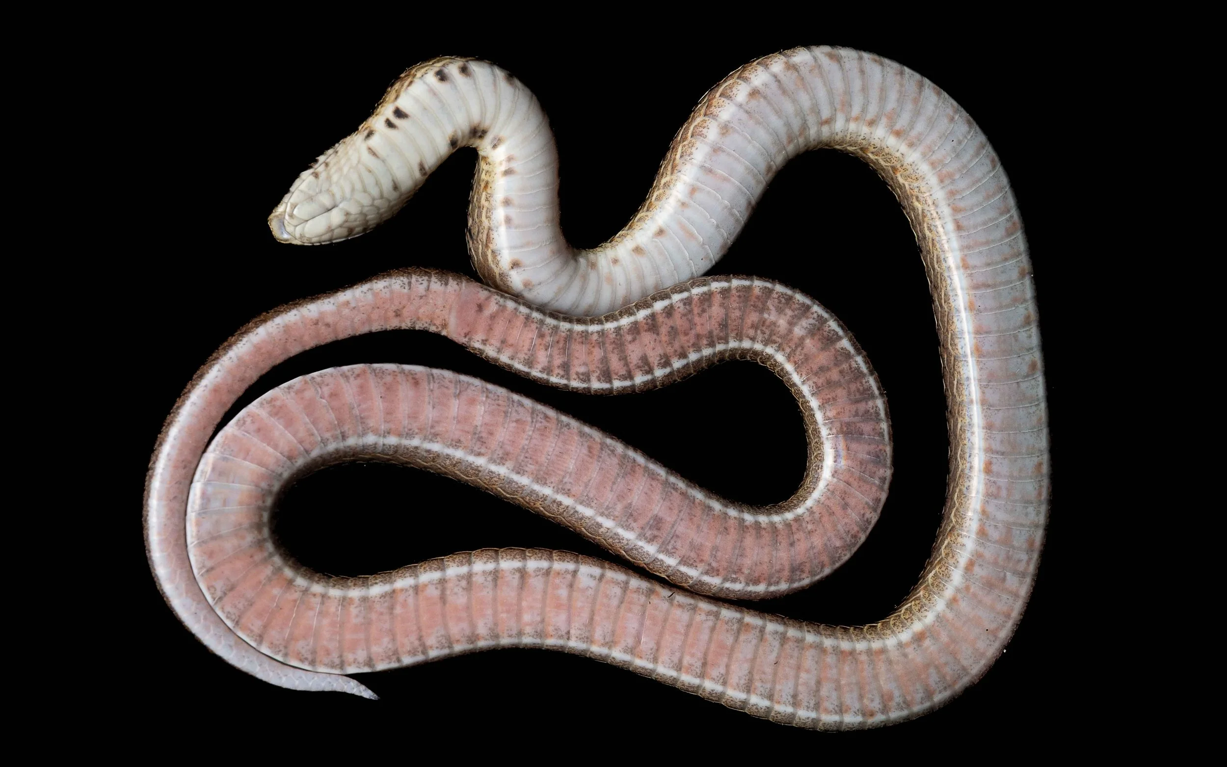 Taiwan Kukri Snake - Ologodon formosanus-2.jpg