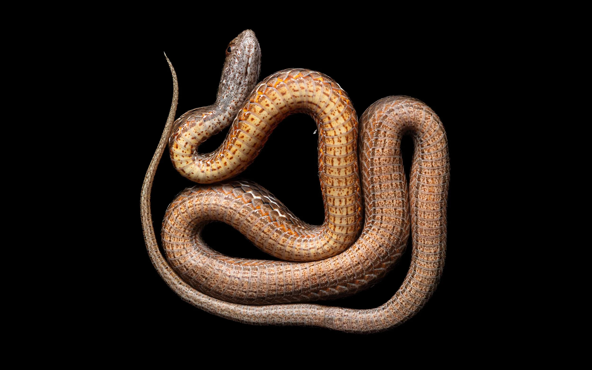 Mock Viper - Psammodynastes pulverulentes.jpg