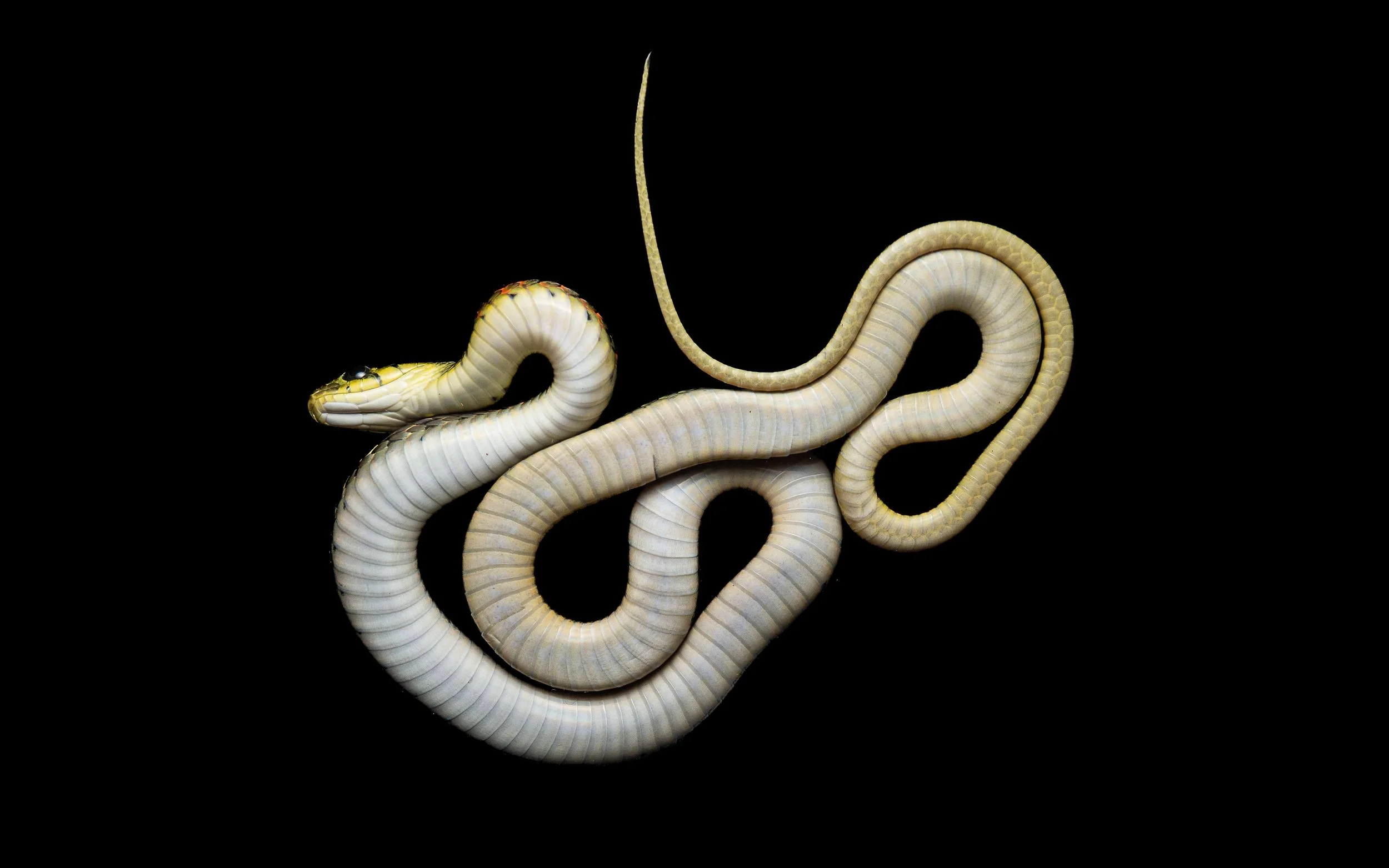 Red-necked Keelback - Rhabdophis helleri.jpg