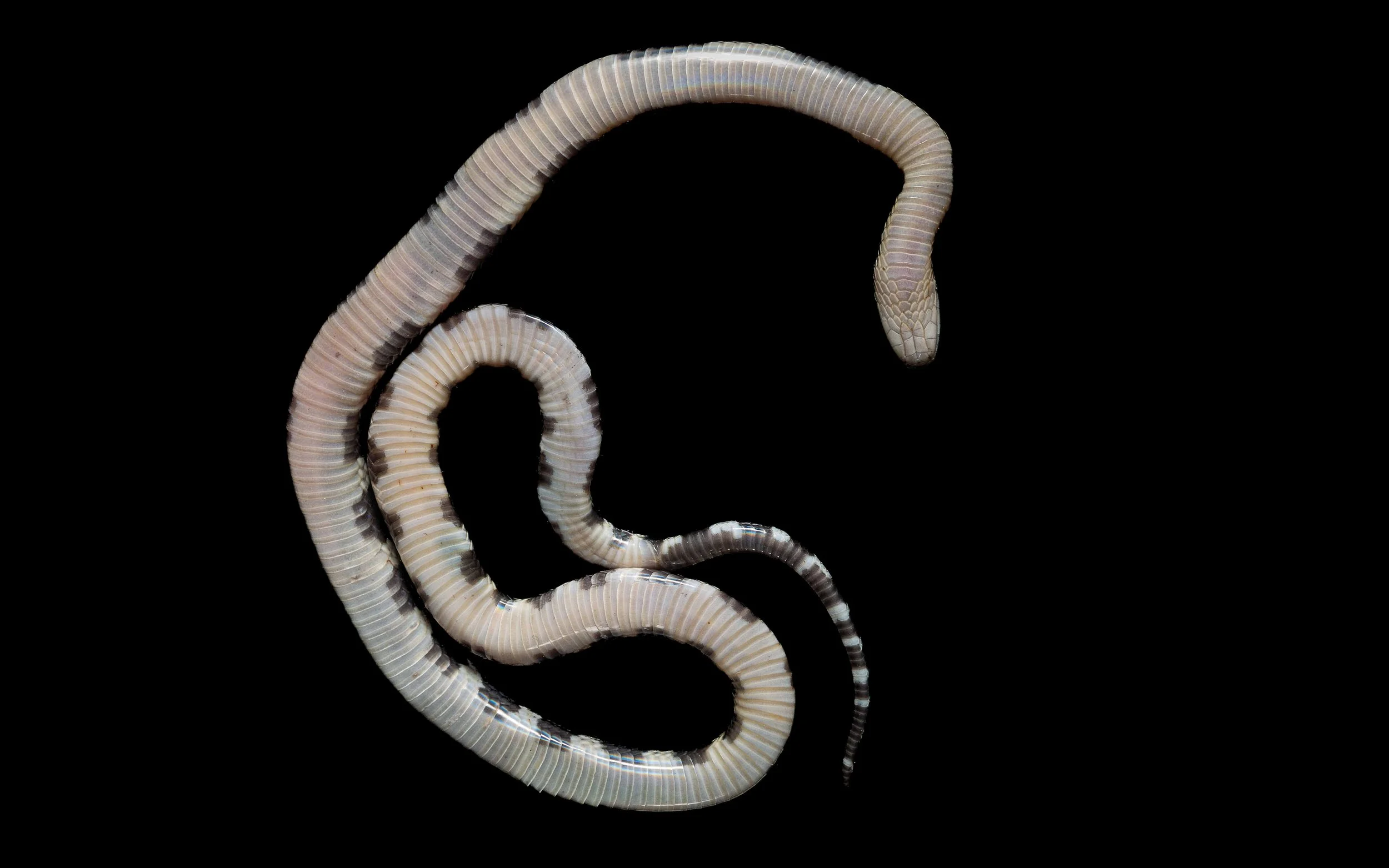 Many-banded krait - Bungarus multicinctus.jpg