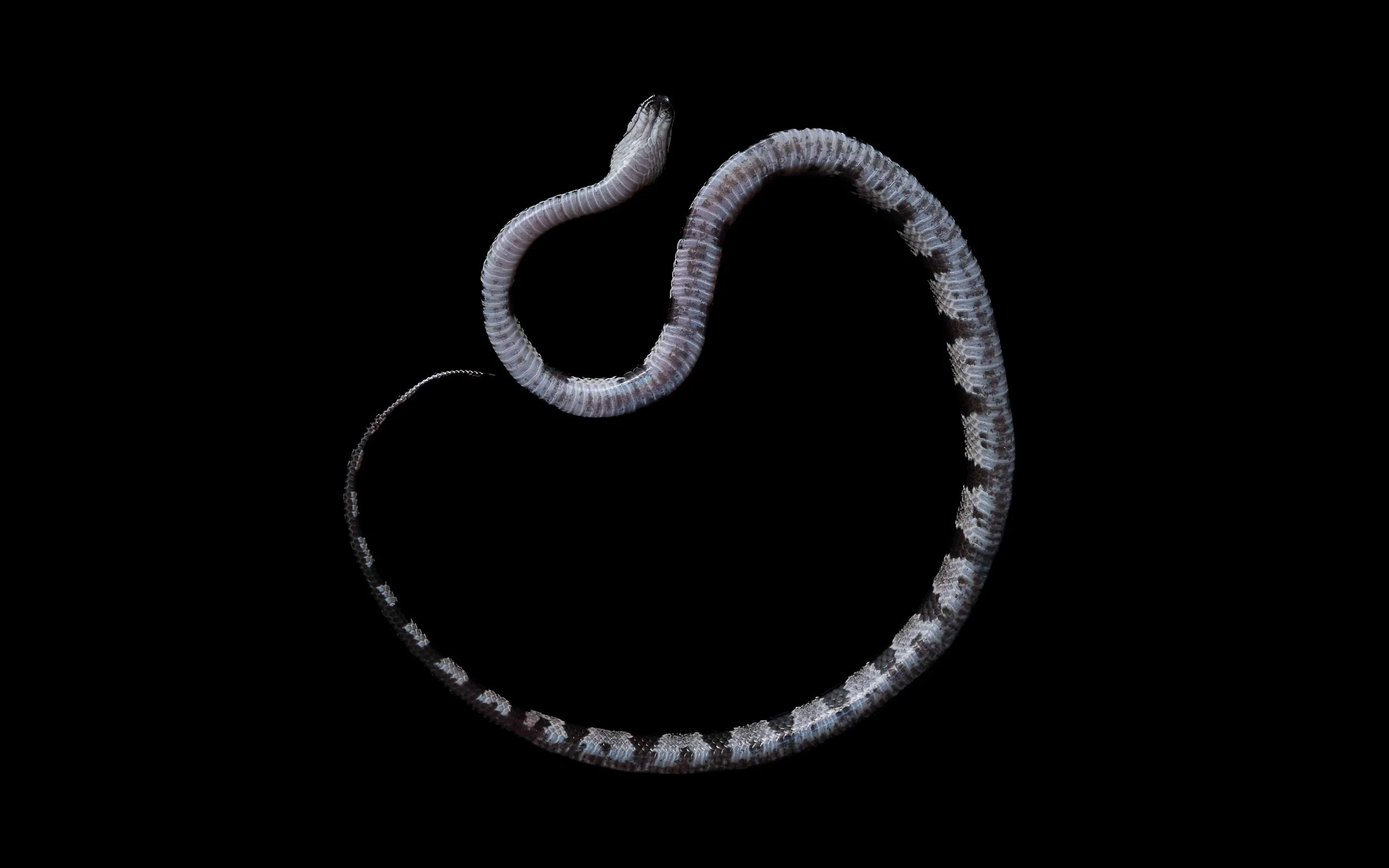Futsing Wolf Snake - Lycodon futsingensis.jpg