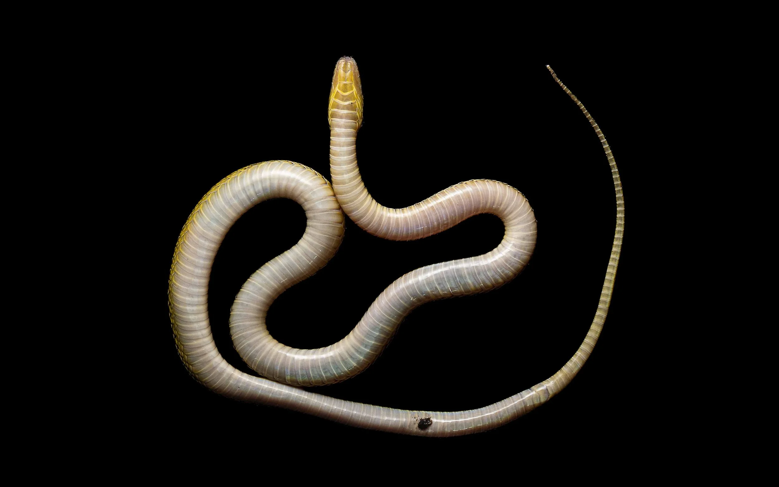 Burrowing Rufous Snake - Achalinus rufescens.jpg