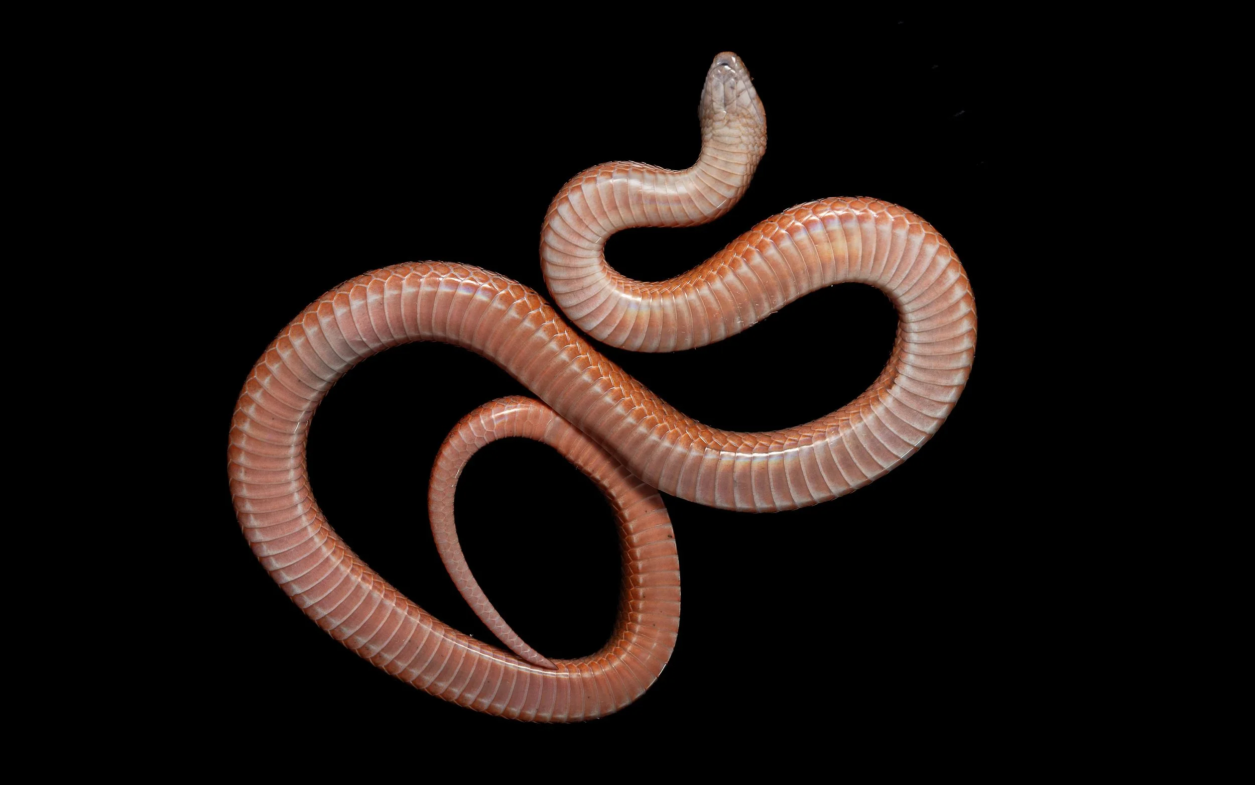 Golden Kukri - Oligodon cinereus cinereus.jpg