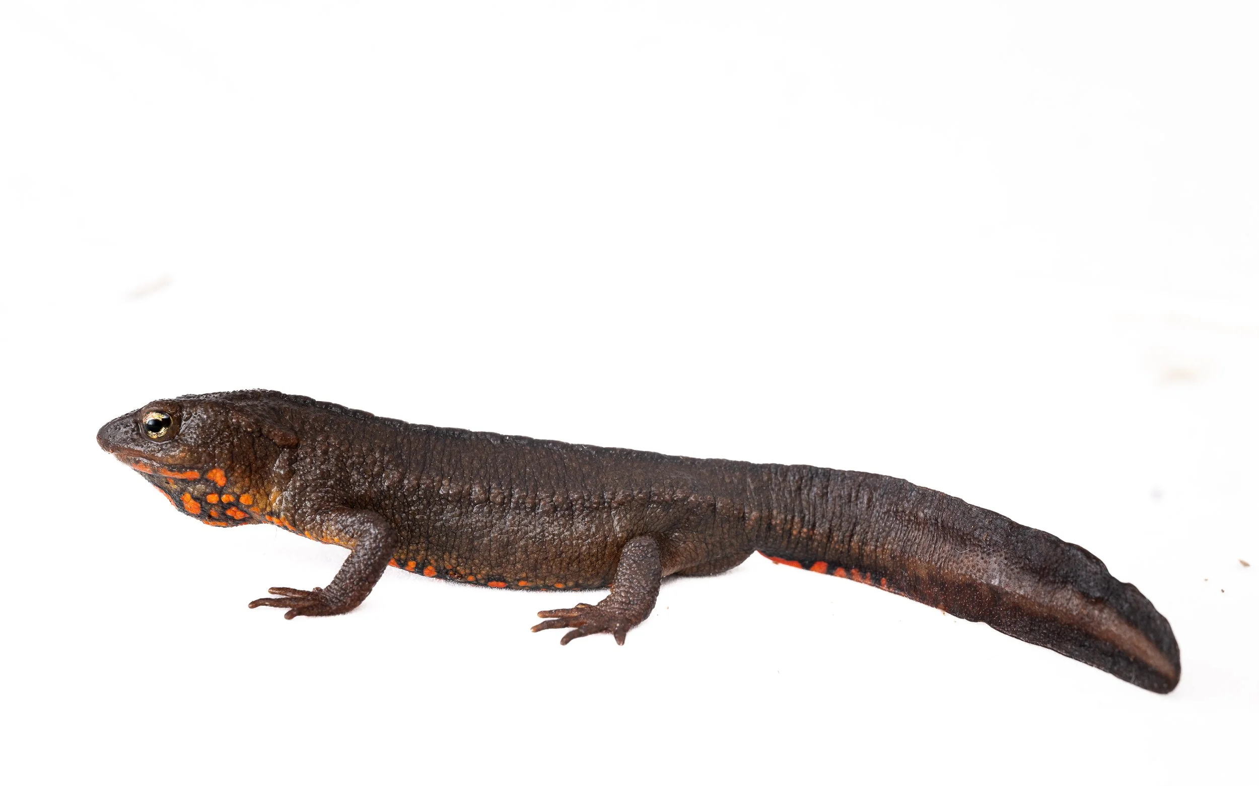Hong Kong Warty Newt - Paramesotriton hongkongensis