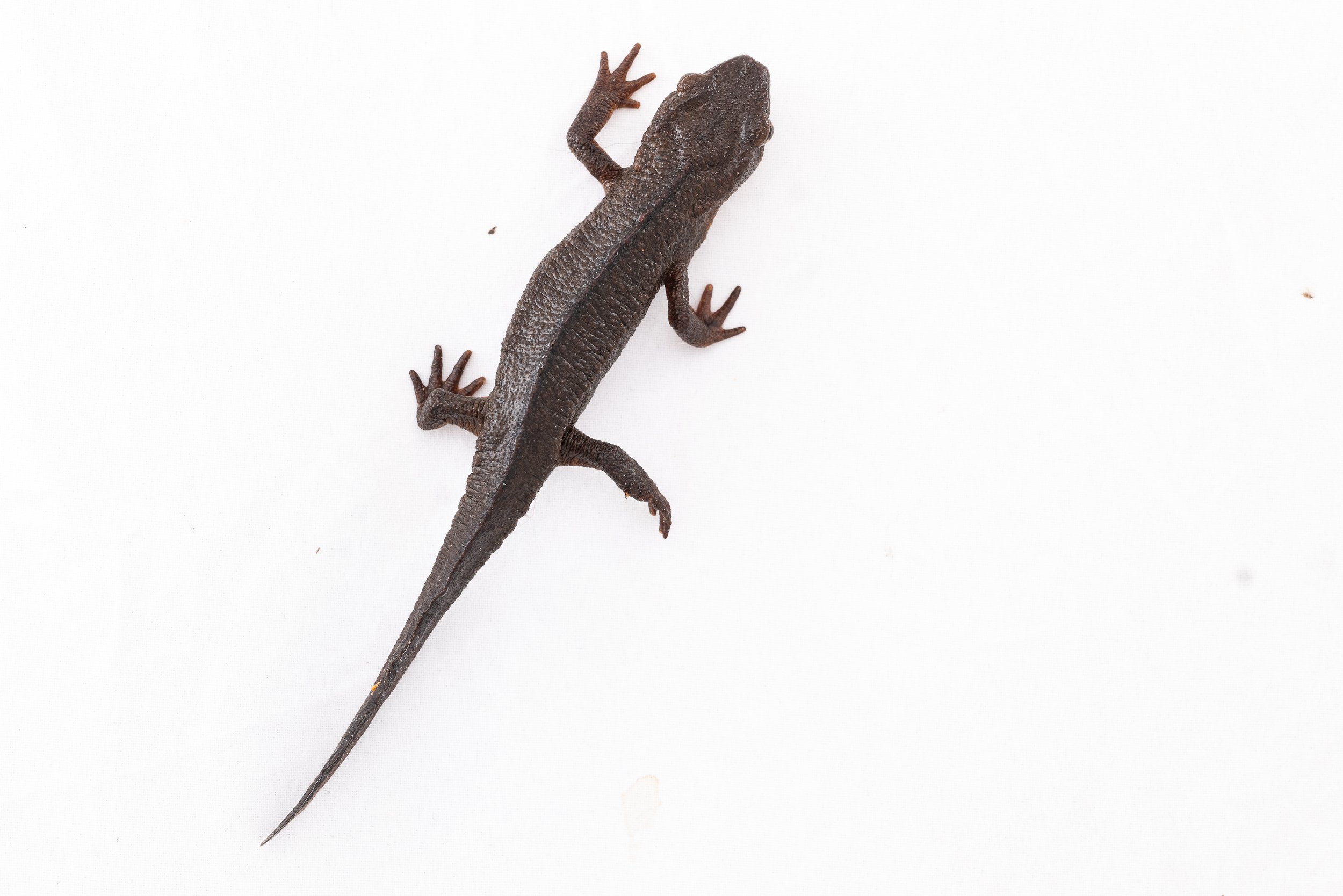 Hong Kong Warty Newt - Paramesotriton hongkongensis