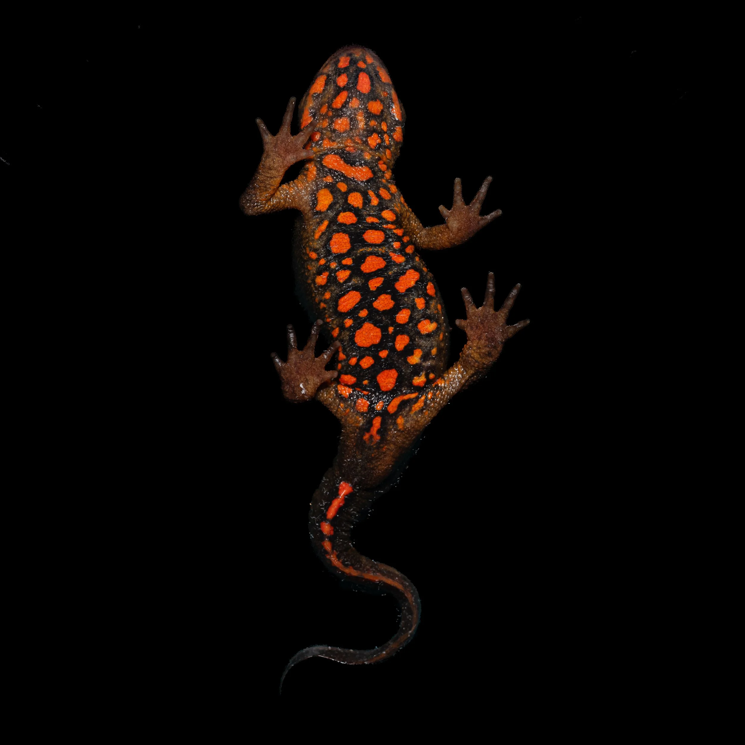 Hong Kong Warty Newt - Paramesotriton hongkongensis