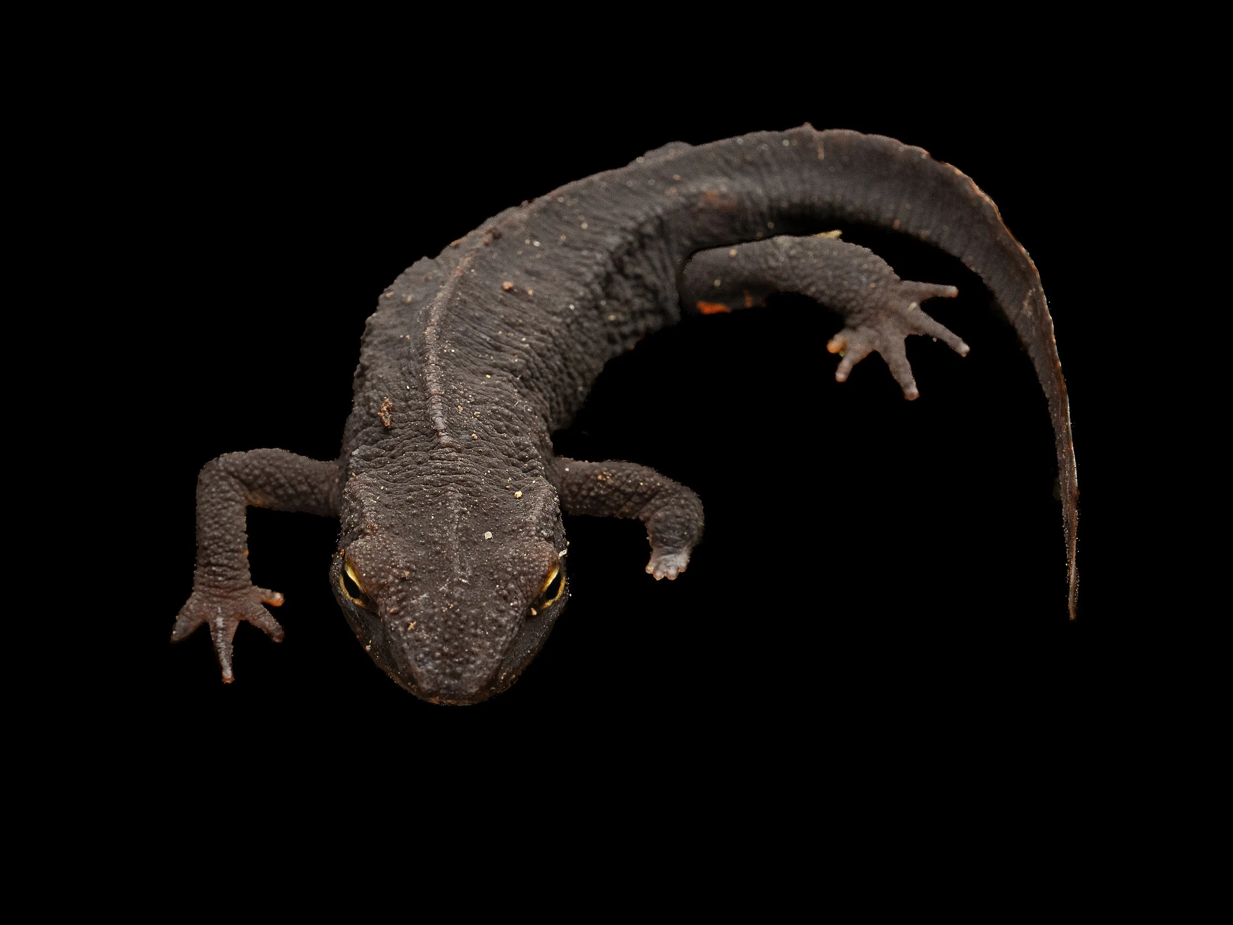 Hong Kong Warty Newt - Paramesotriton hongkongensis