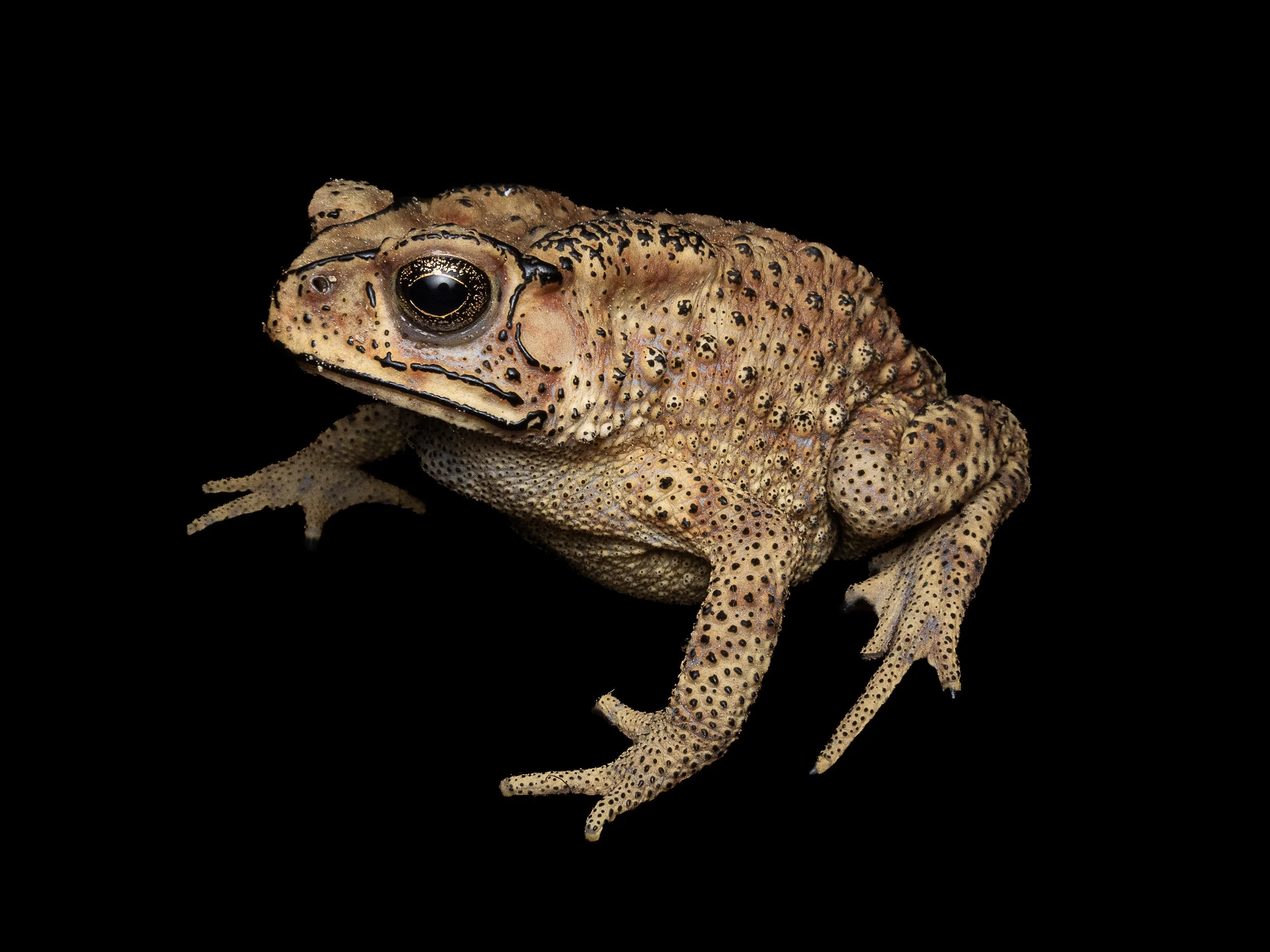 ASIAN COMMON TOAD - Duttaphrynus melanostictus