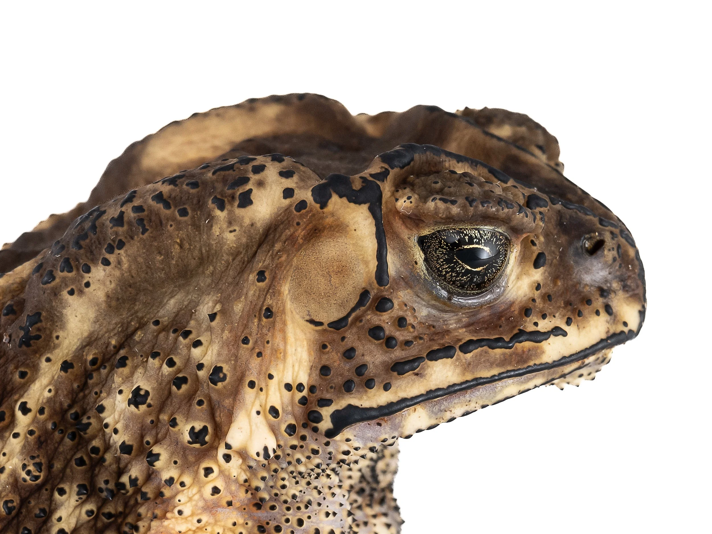 ASIAN COMMON TOAD - Duttaphrynus melanostictus