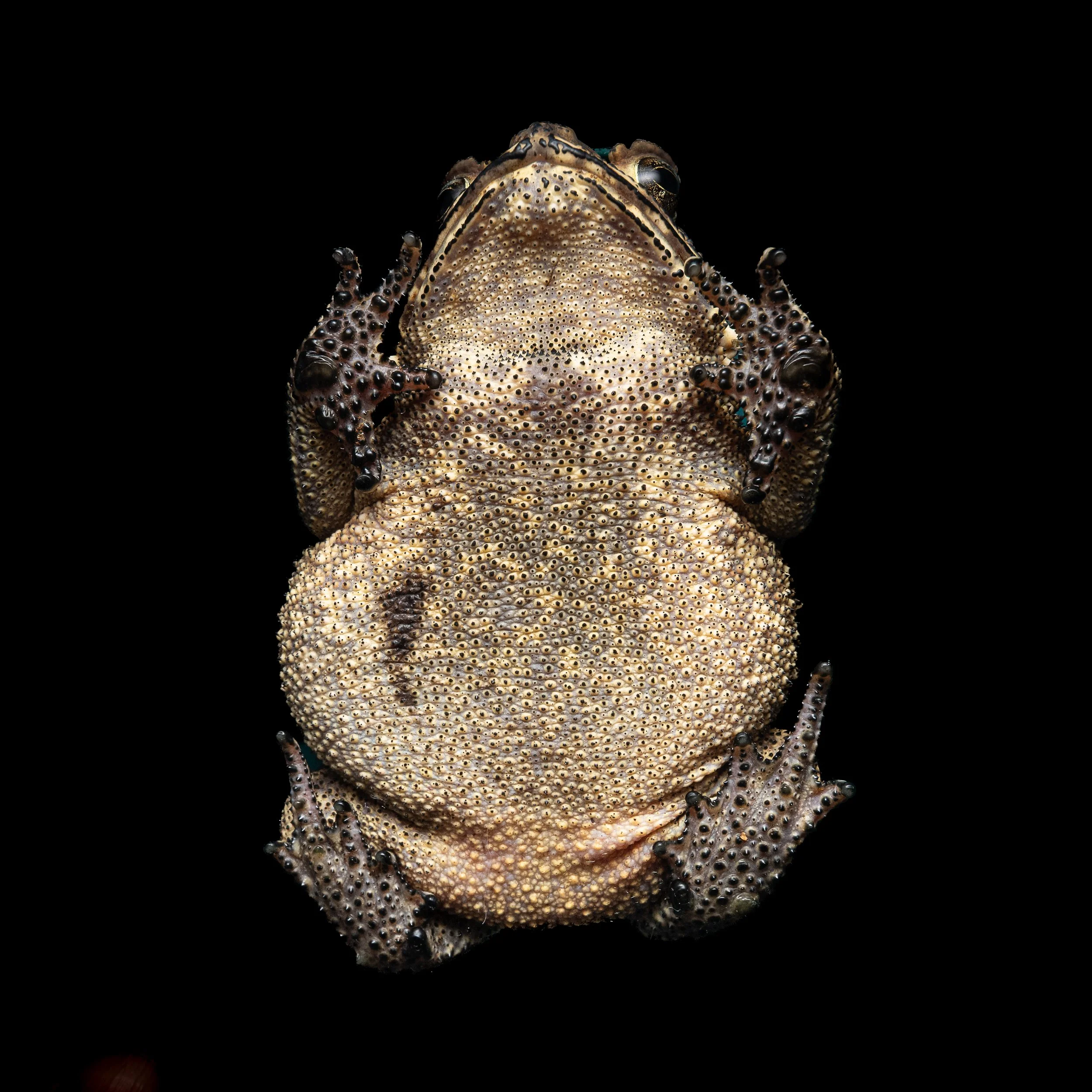 ASIAN COMMON TOAD - Duttaphrynus melanostictus
