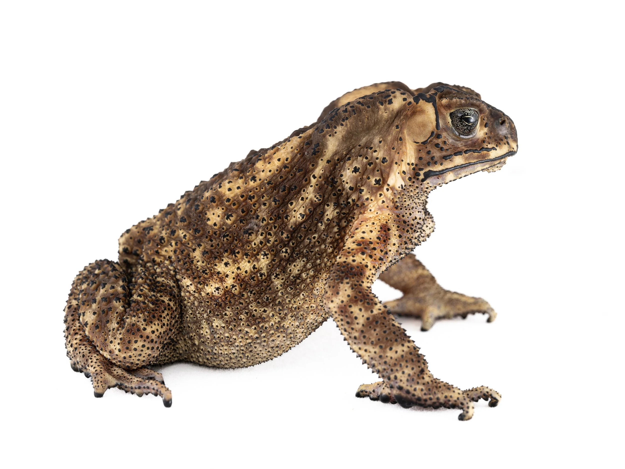 ASIAN COMMON TOAD - Duttaphrynus melanostictus
