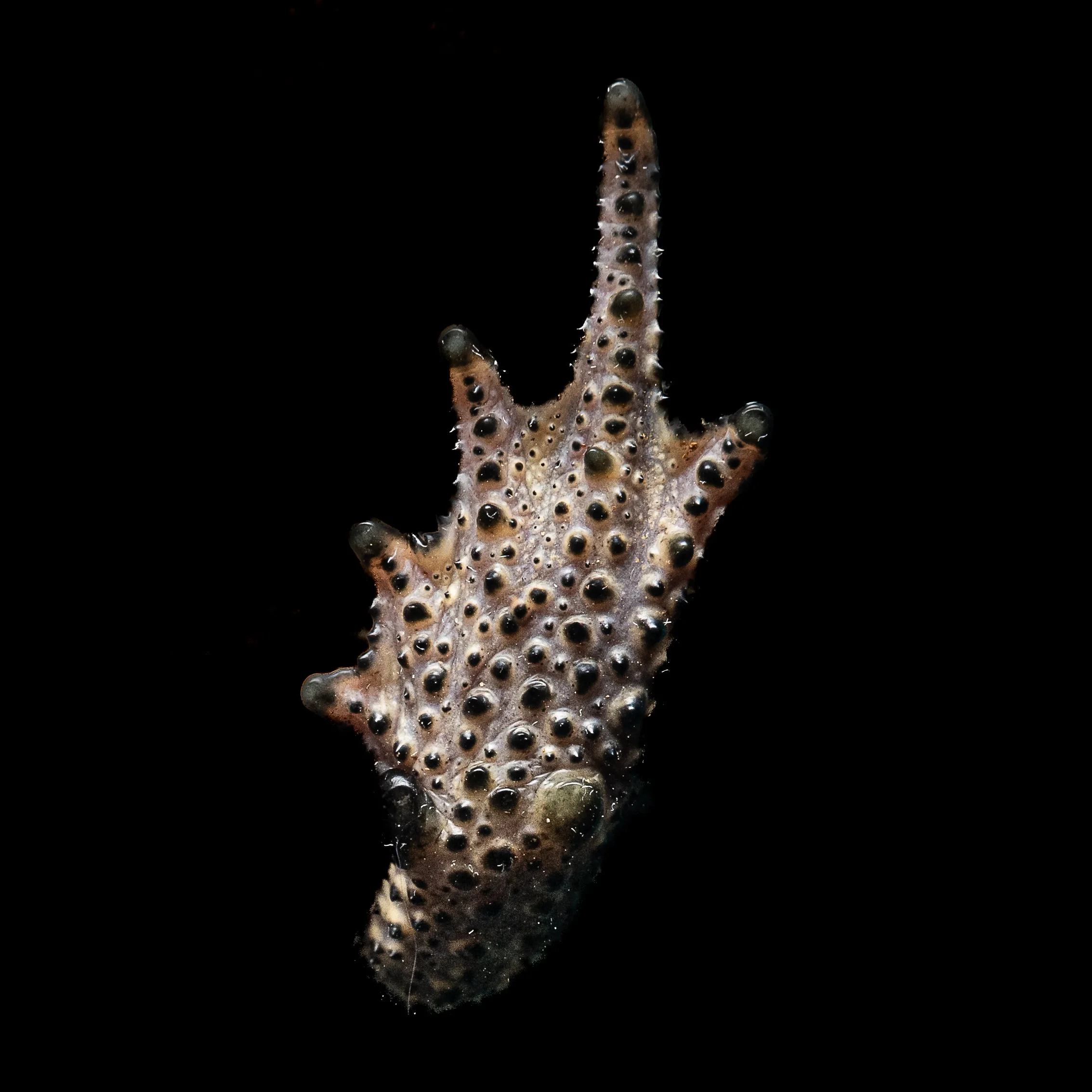 ASIAN COMMON TOAD - Duttaphrynus melanostictus