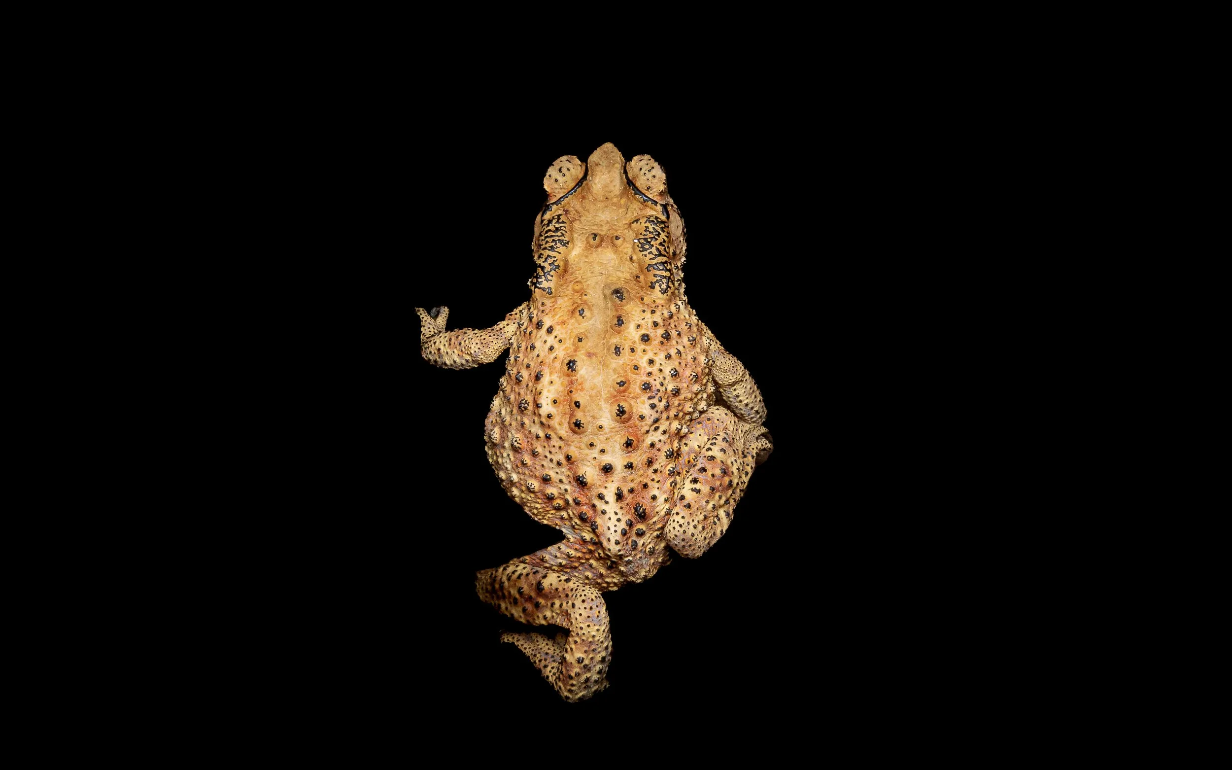 ASIAN COMMON TOAD - Duttaphrynus melanostictus