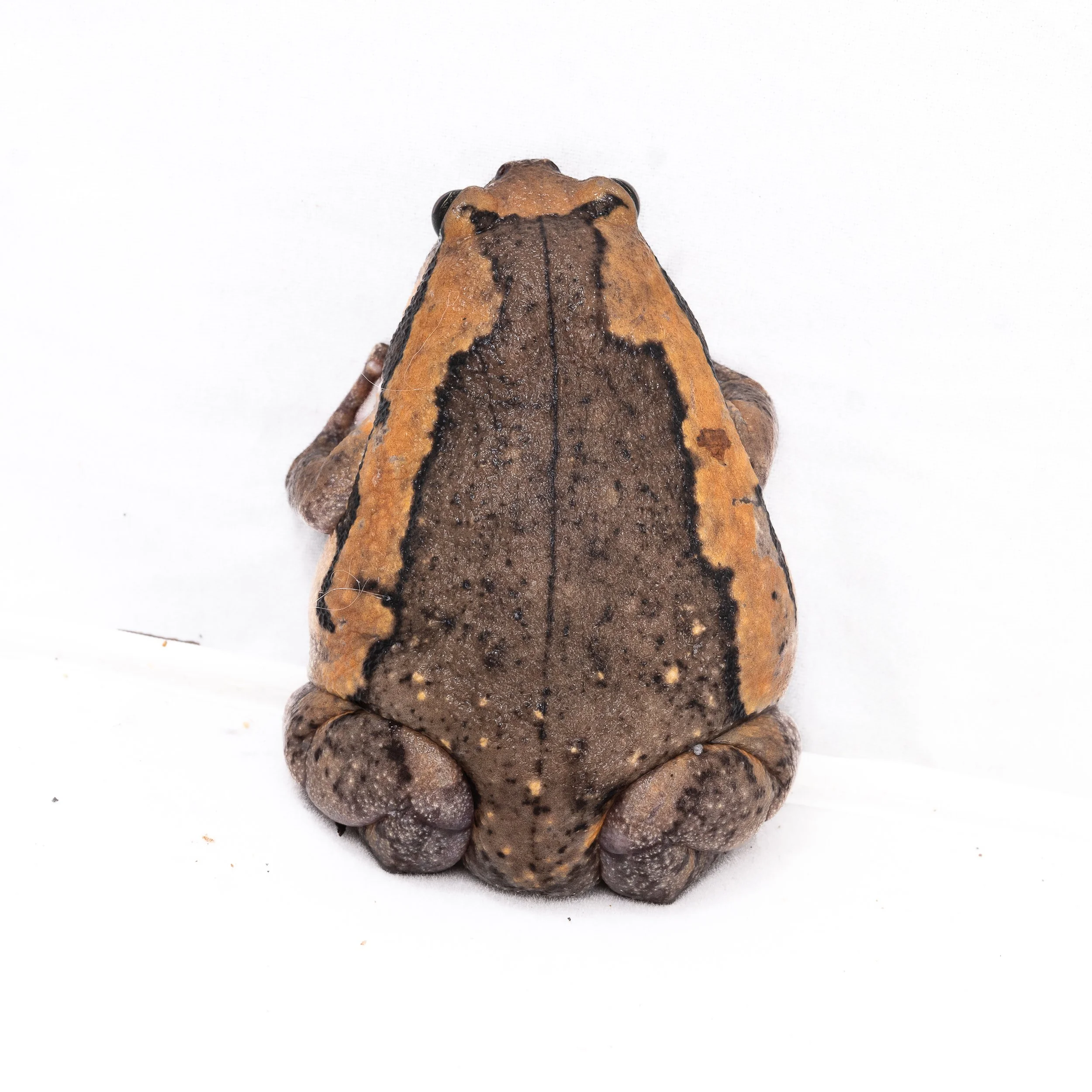 Asiatic Painted Frog - Asian Bullfrog - Kaloula pulchra pulchra-3.jpg