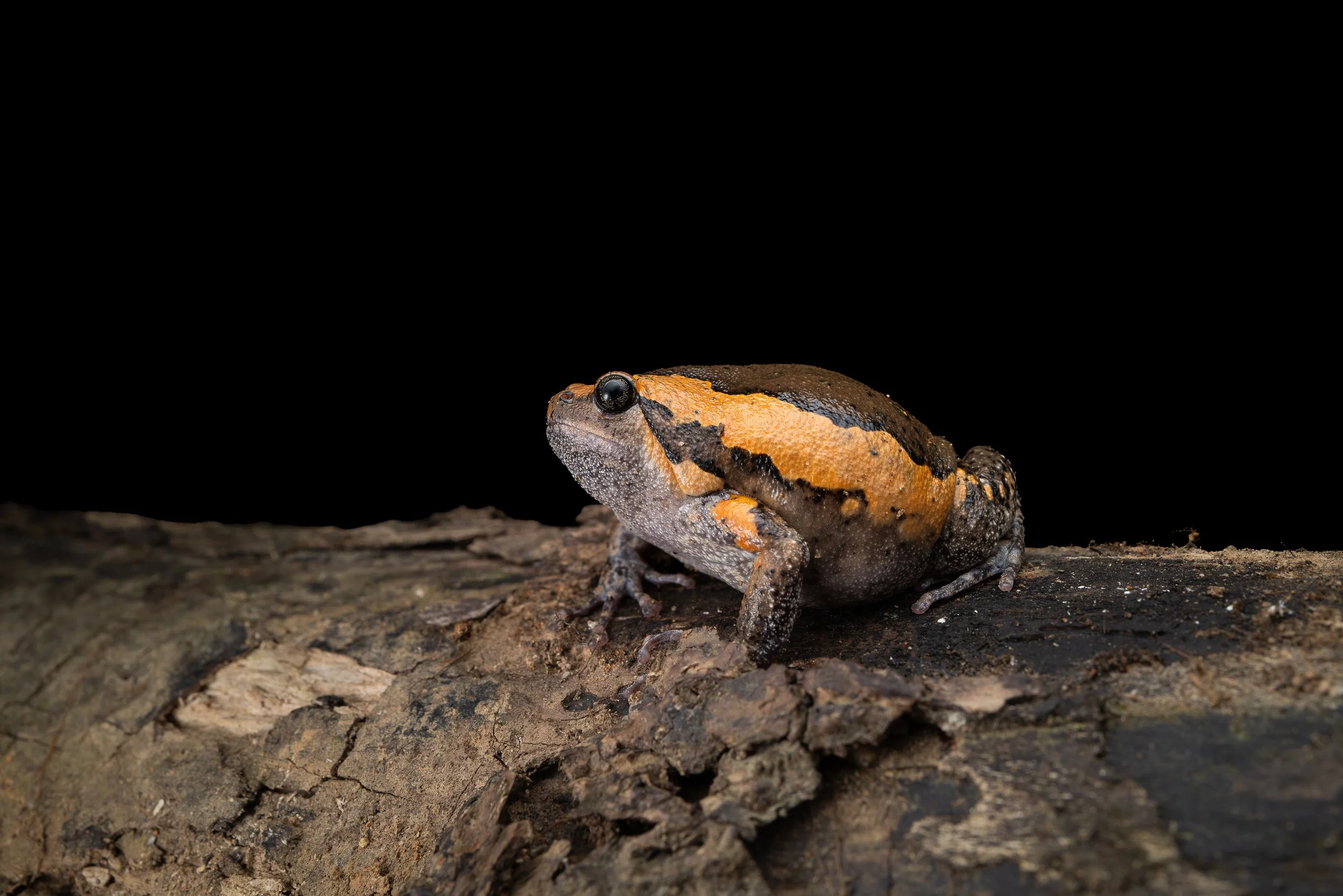 Asiatic Painted Frog - Kaloula pulchra pulchra