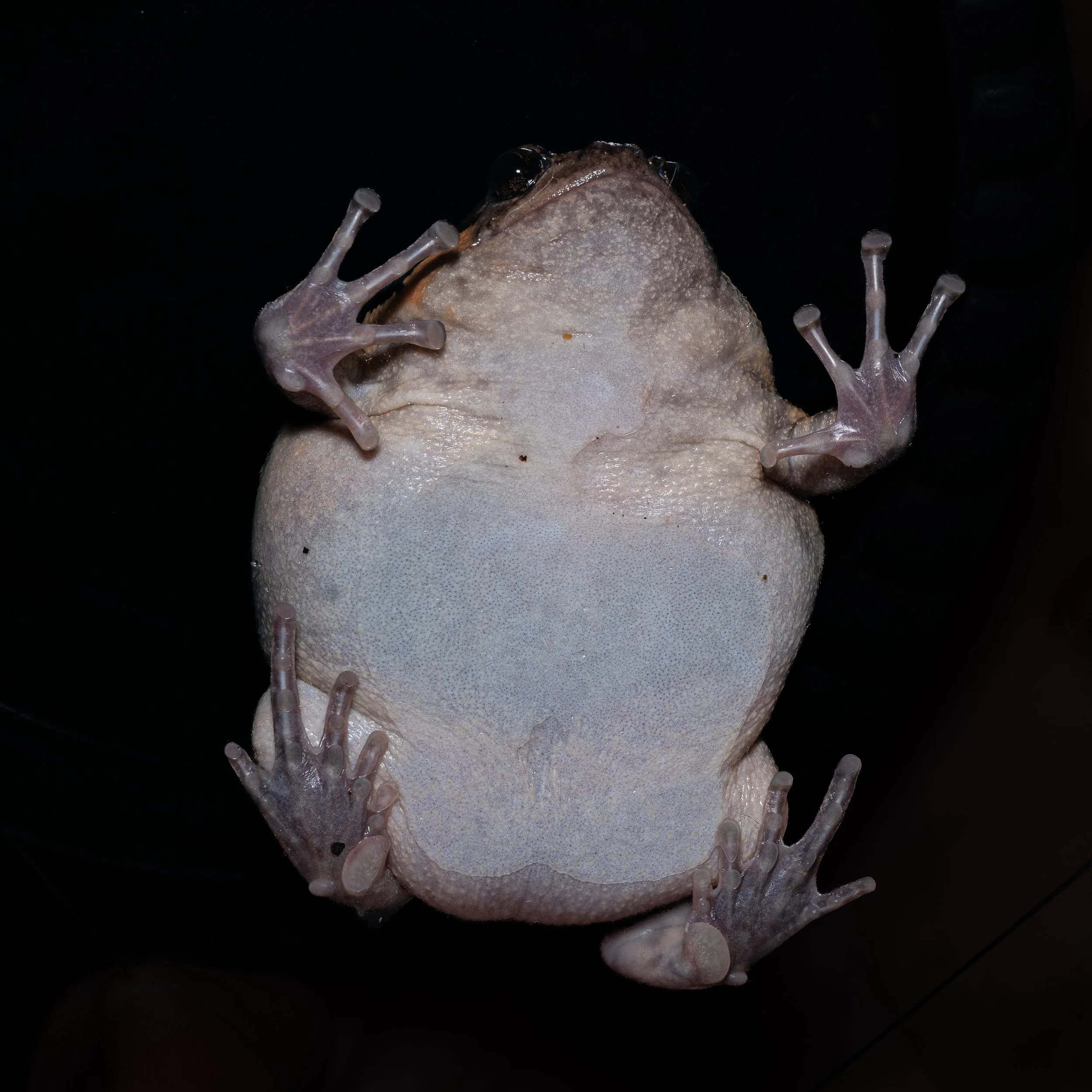 Asiatic Painted Frog - Asian Bullfrog - Kaloula pulchra pulchra-4.jpg