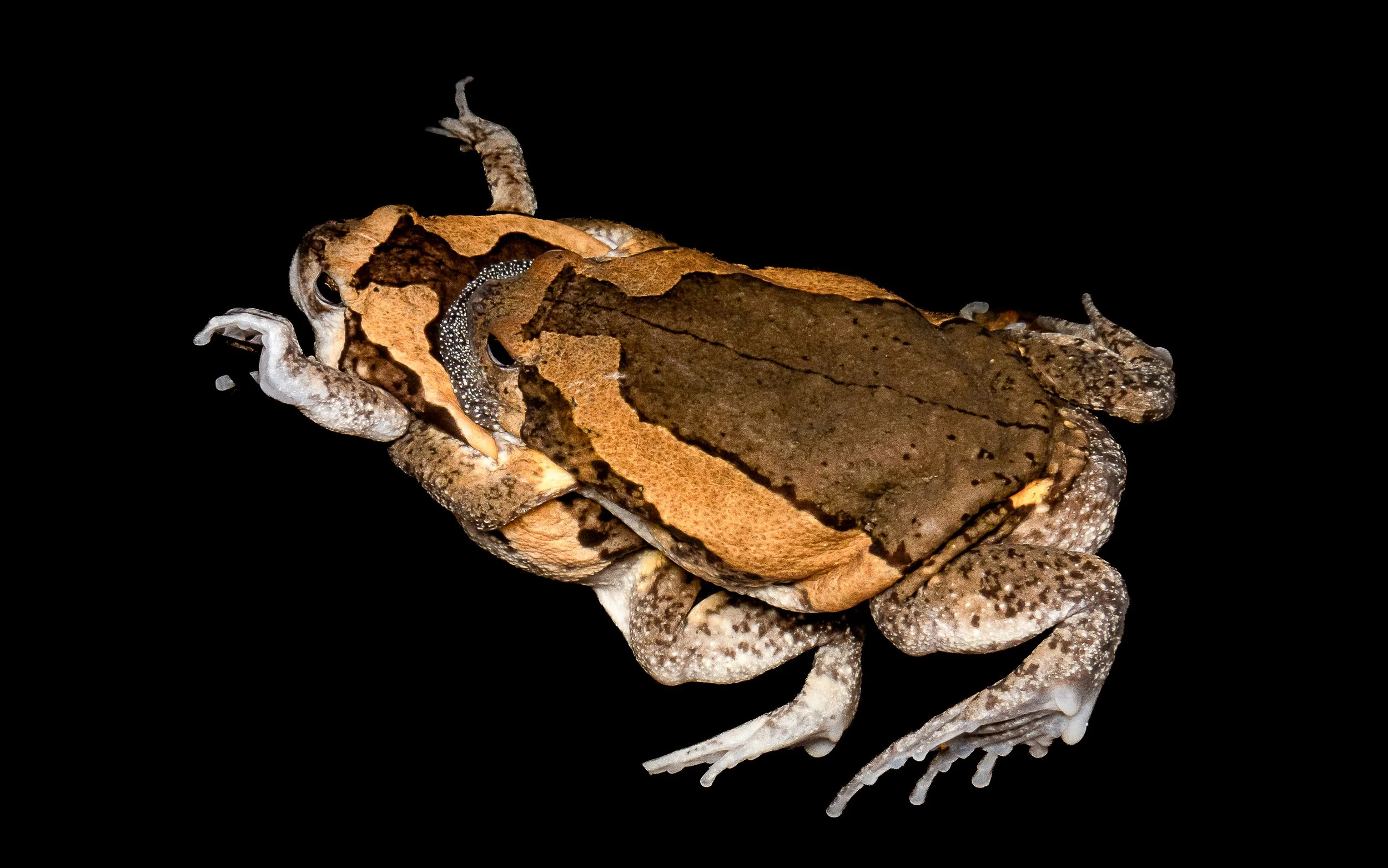 Asiatic Painted Frog-4.jpg