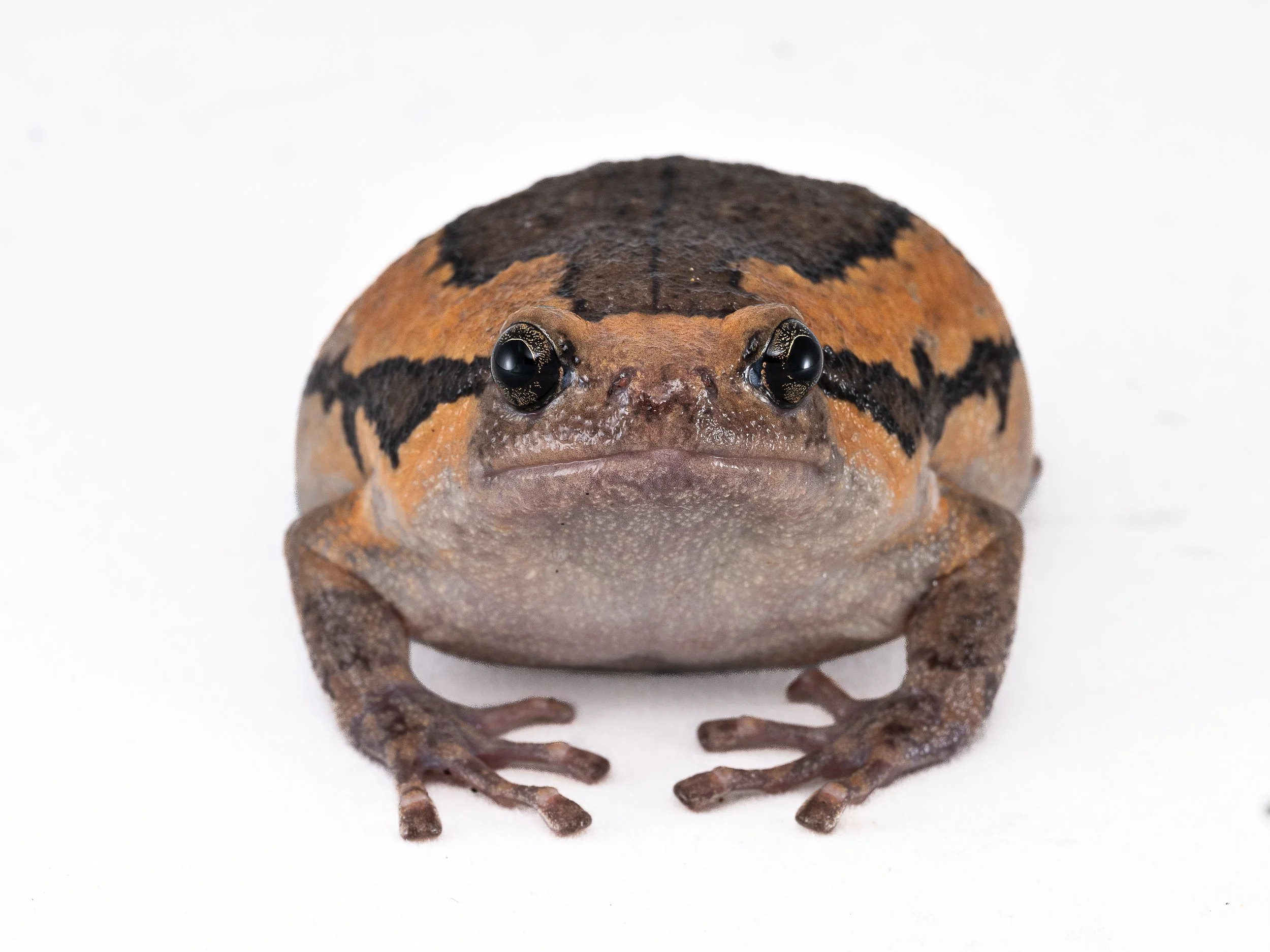Asiatic Painted Frog - Asian Bullfrog - Kaloula pulchra pulchra-2.jpg