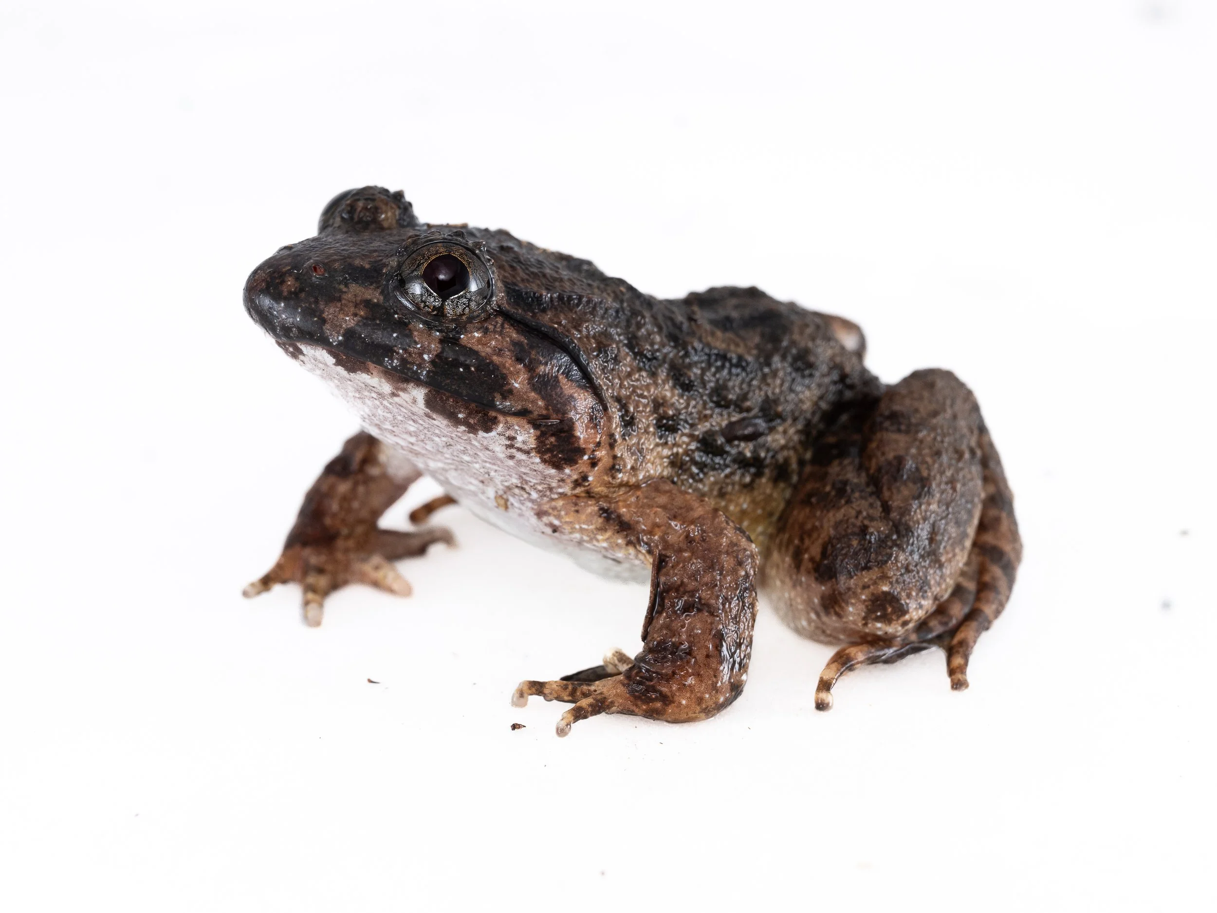 Big-headed frog - Limnonectus fujianensis