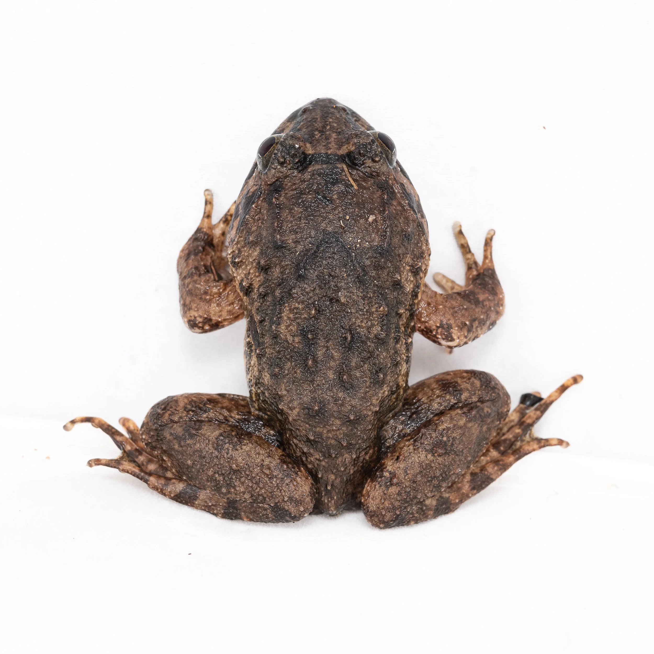 Big-headed frog - Limnonectus fujianensis
