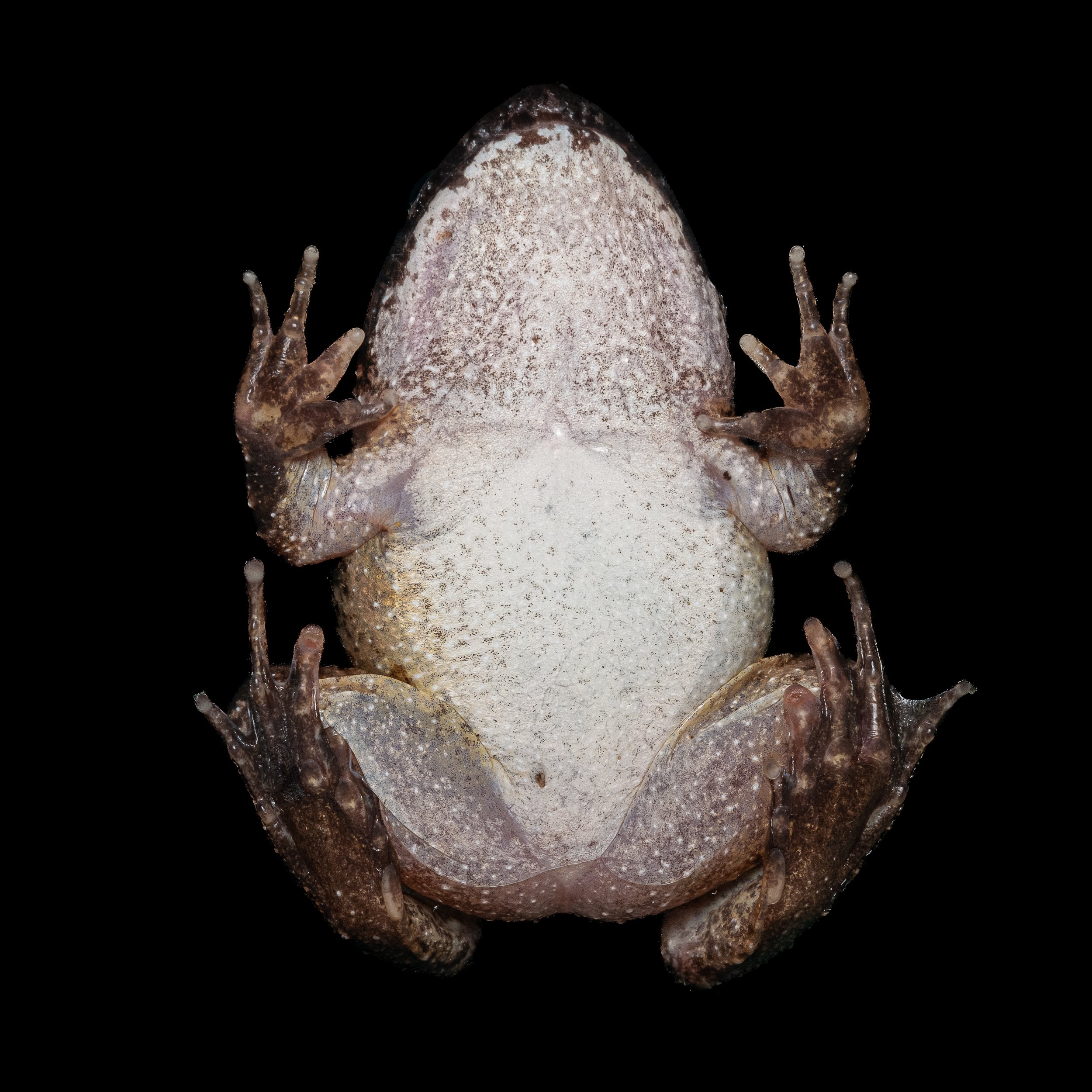 Big-headed frog - Limnonectus fujianensis