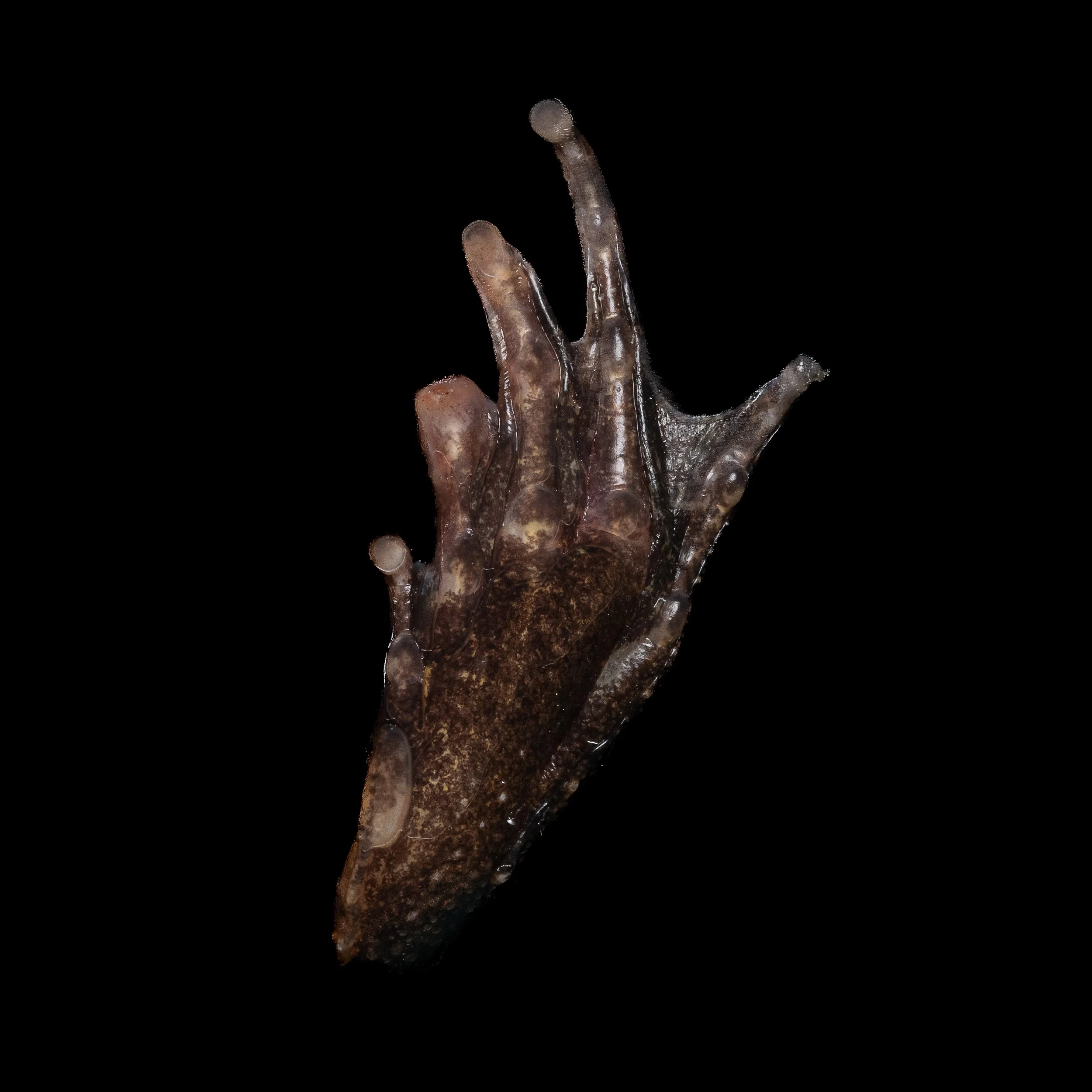 Big-headed frog - Limnonectus fujianensis