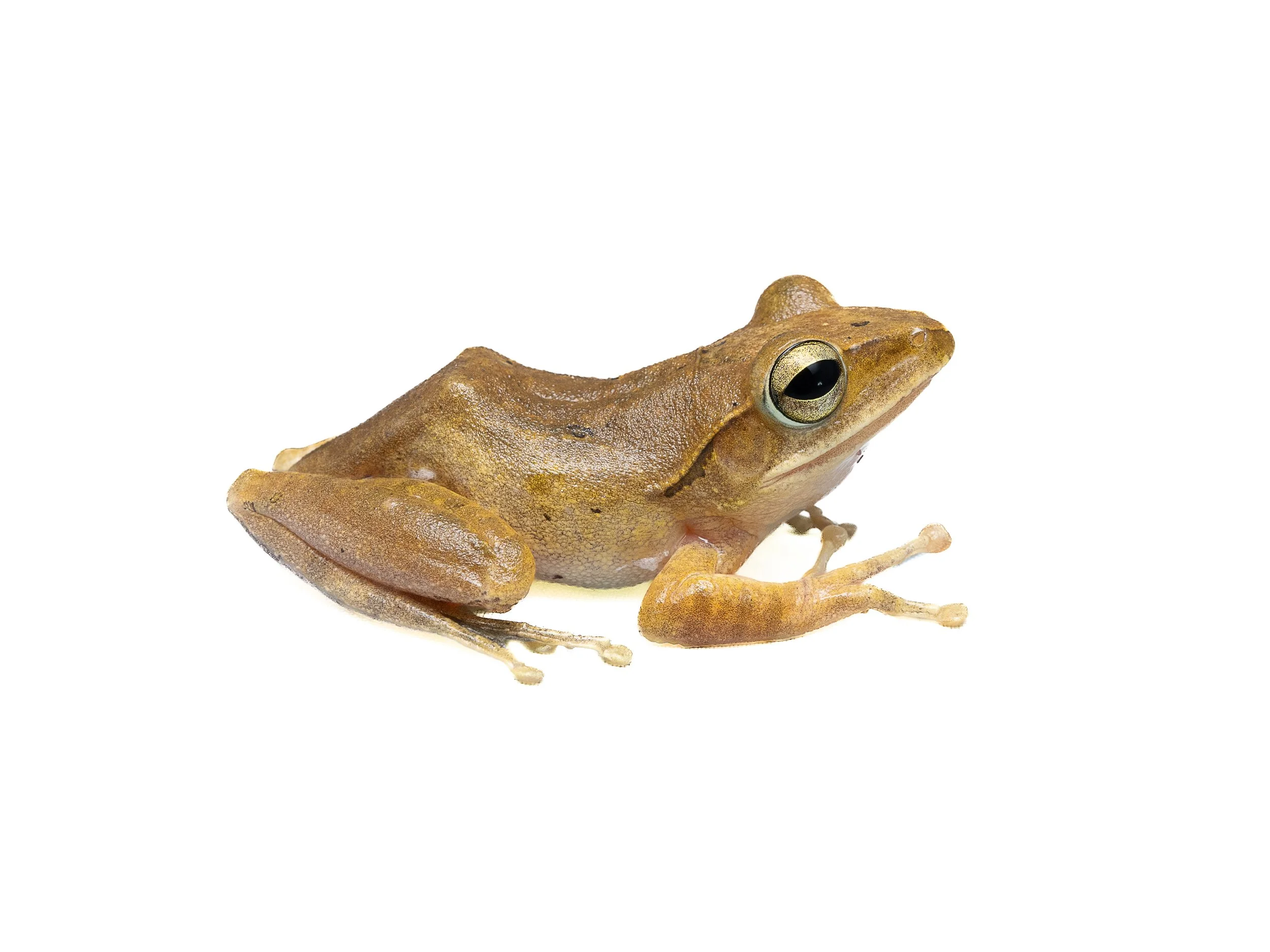 Brown Tree Frog - Polypedates megacephalus