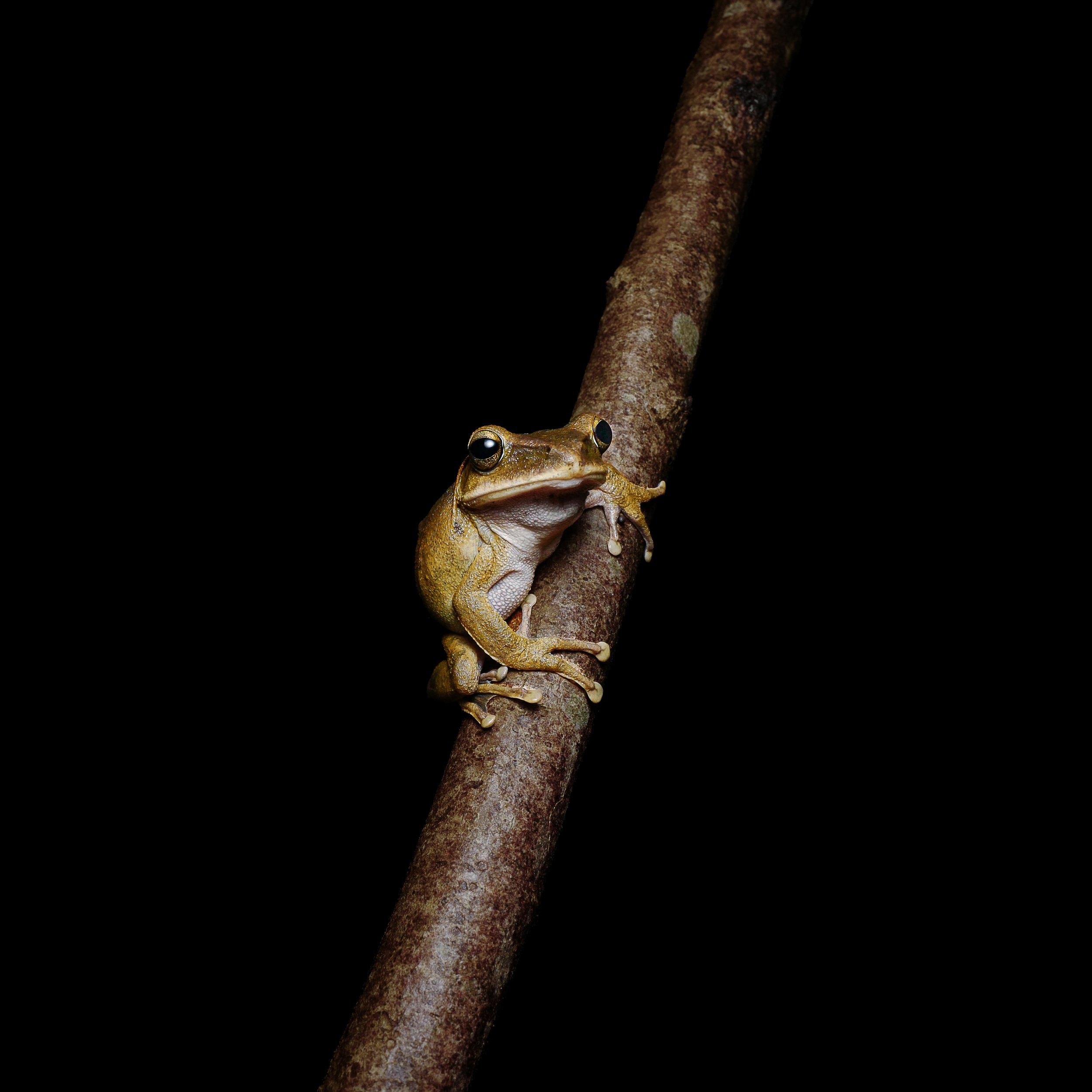 Brown Tree Frog - Polypedates megacephalus