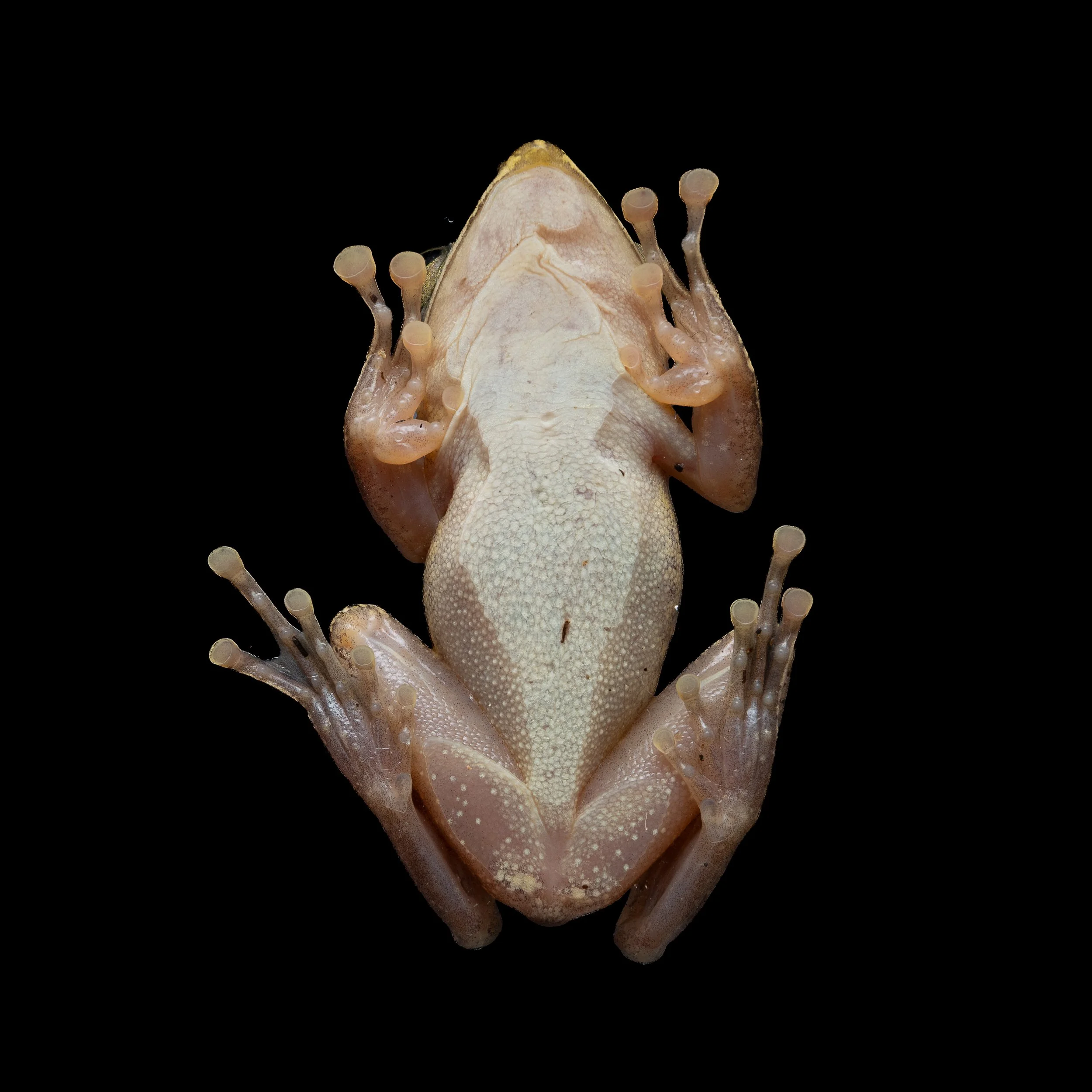 Brown Tree Frog - Polypedates megacephalus