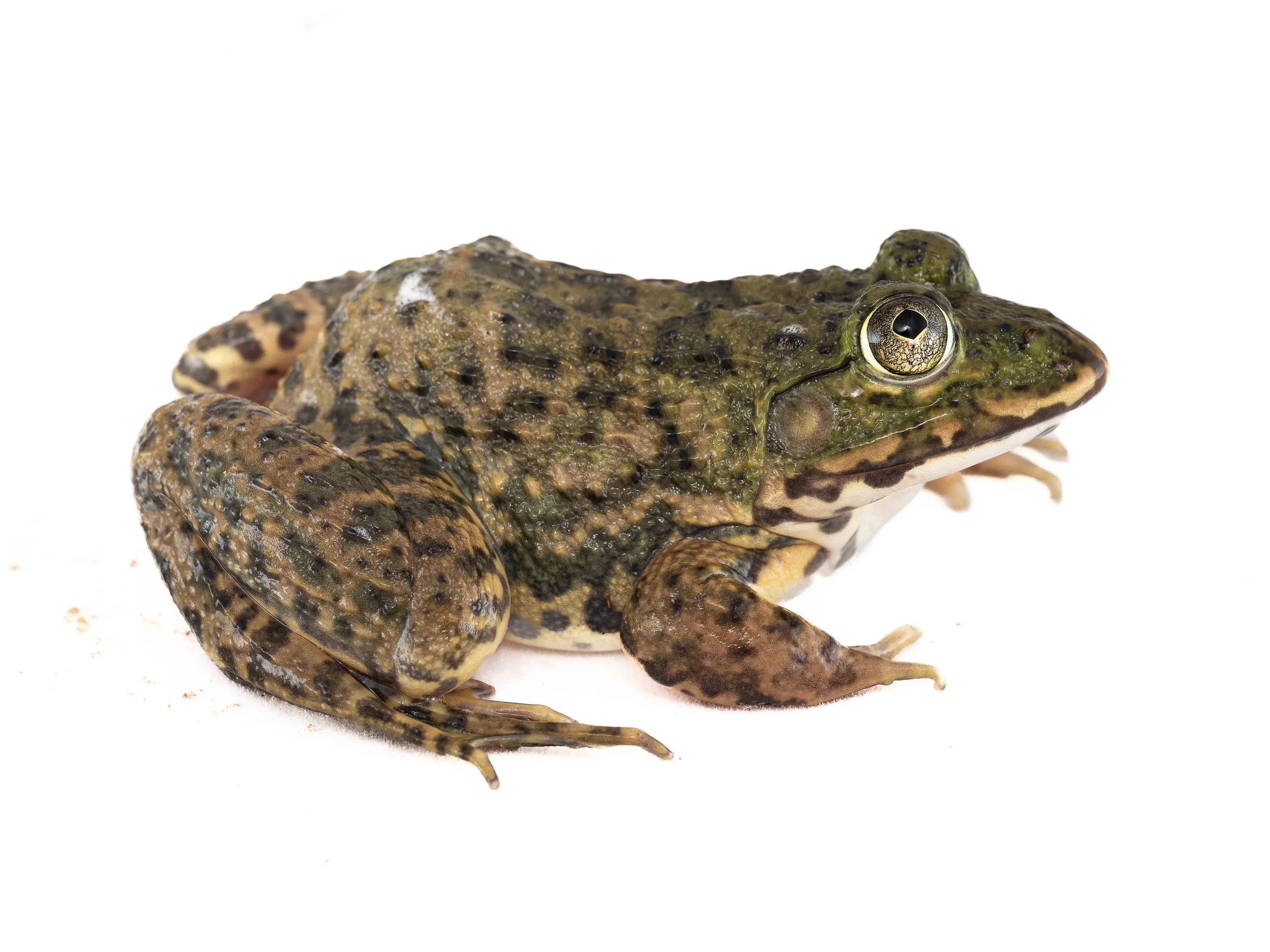 Chinese bullfrog - Hoplobatrachus chinensis