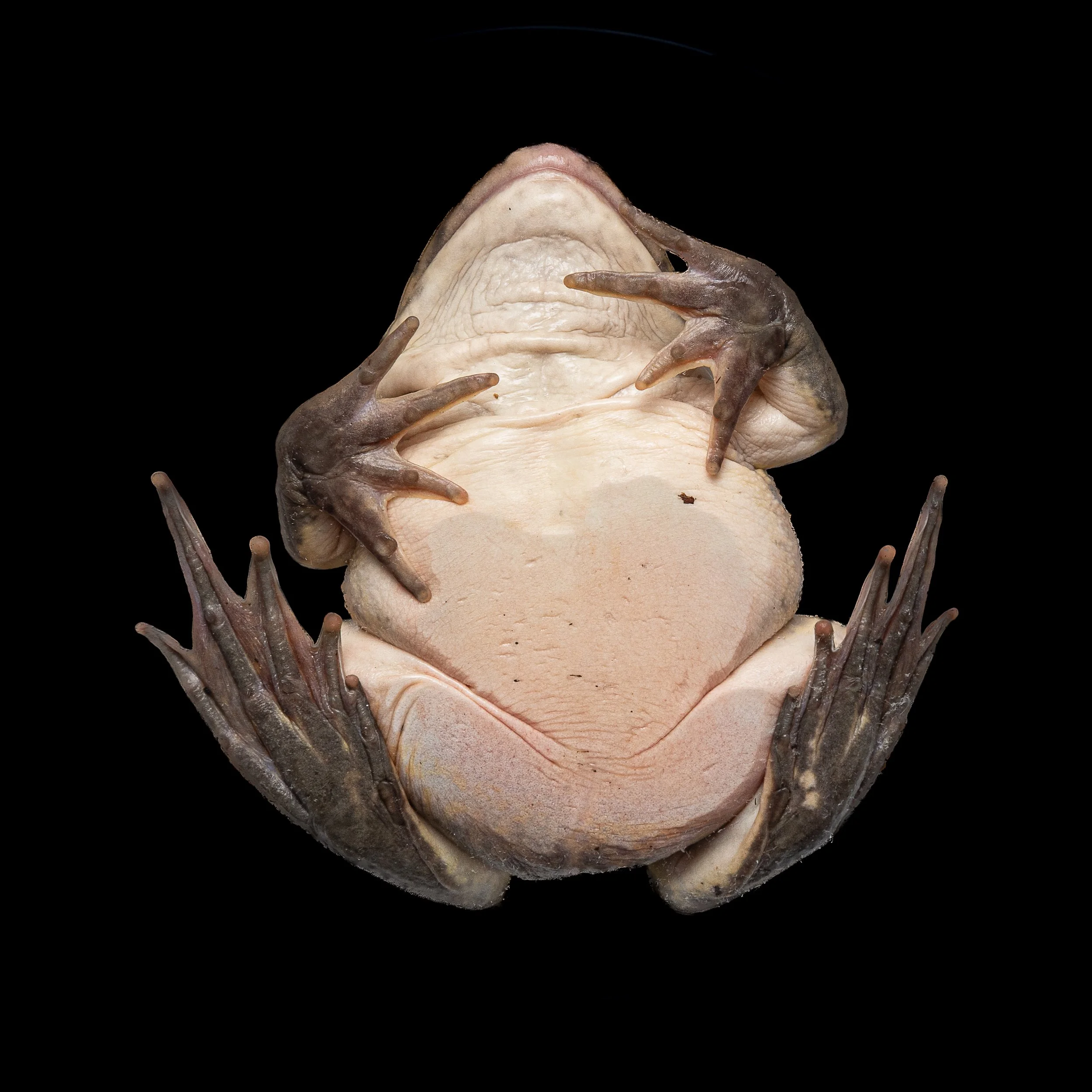 Chinese Bullfrog - Hoplobatrachus chinensis-5.jpg