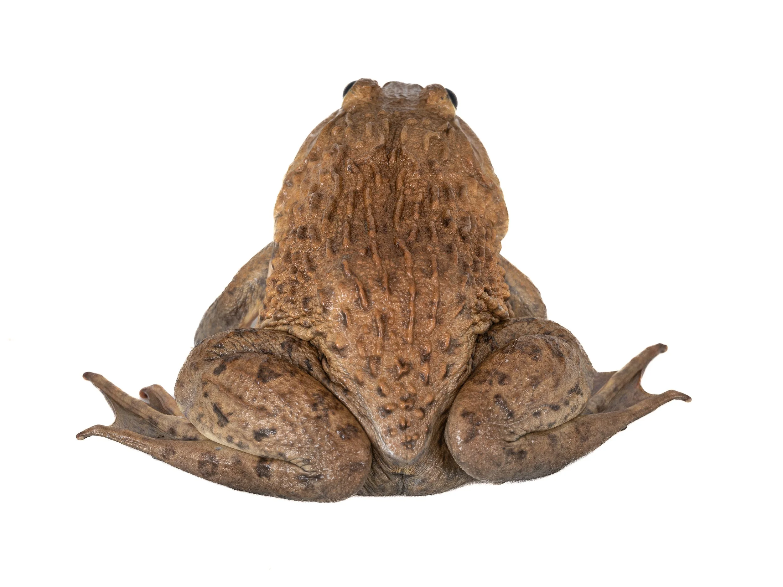 Chinese Bullfrog - Hoplobatrachus chinensis-3.jpg