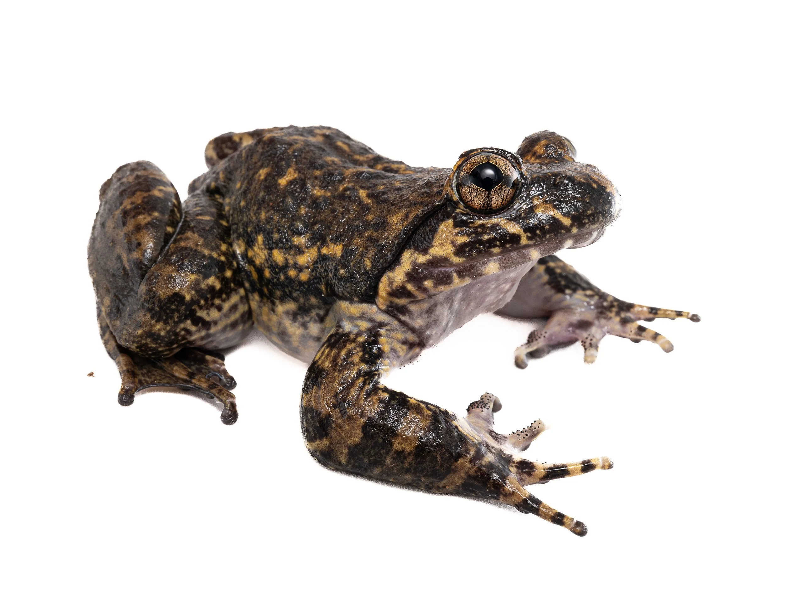 Giant Spiny Frog - Quasipaa spoinosa